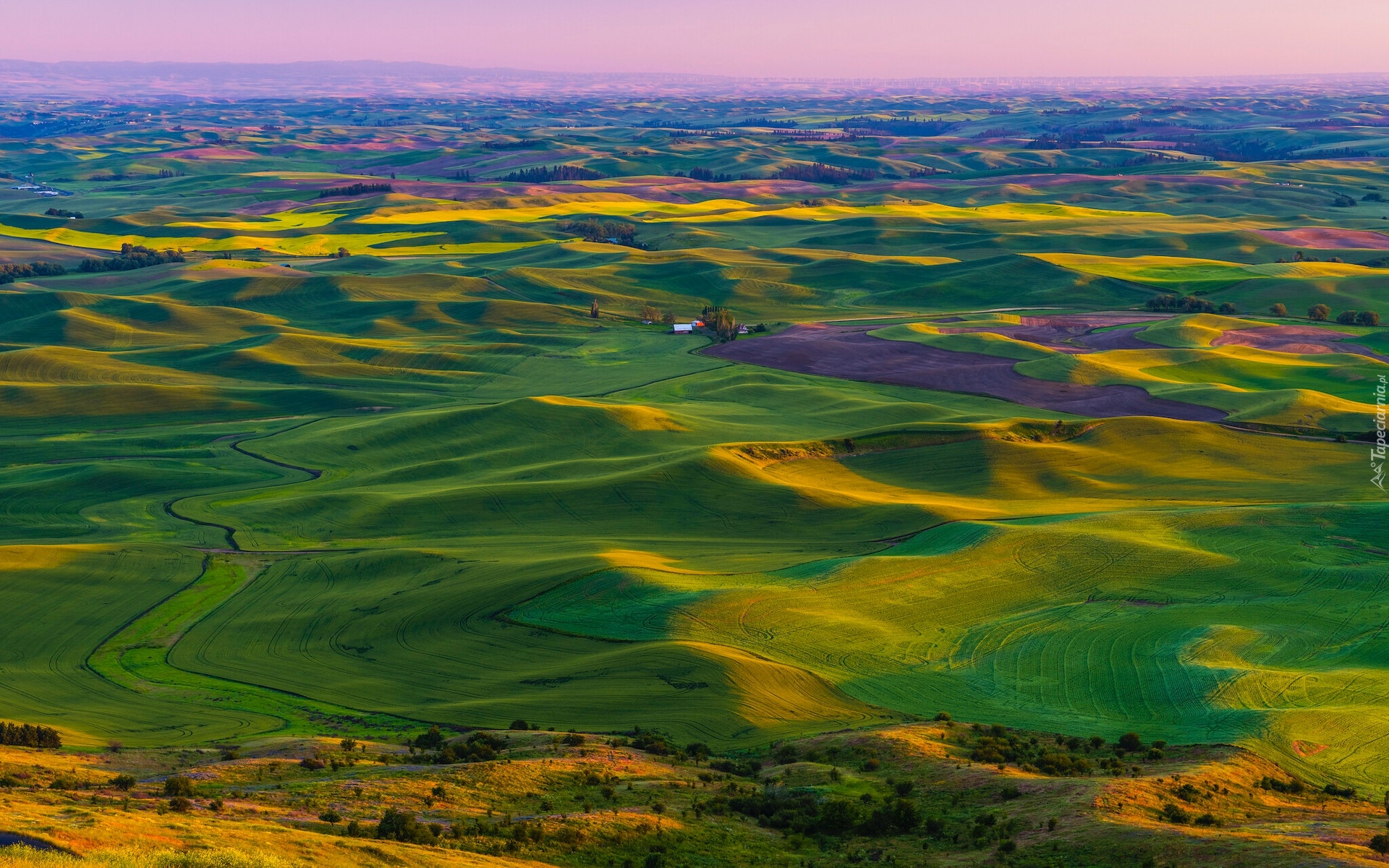 Stany Zjednoczone, Waszyngton, Palouse, Wzgórza, Pola