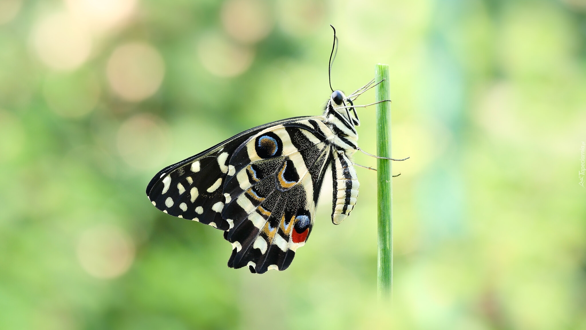 Motyl, Papilio demodocus, Czarny