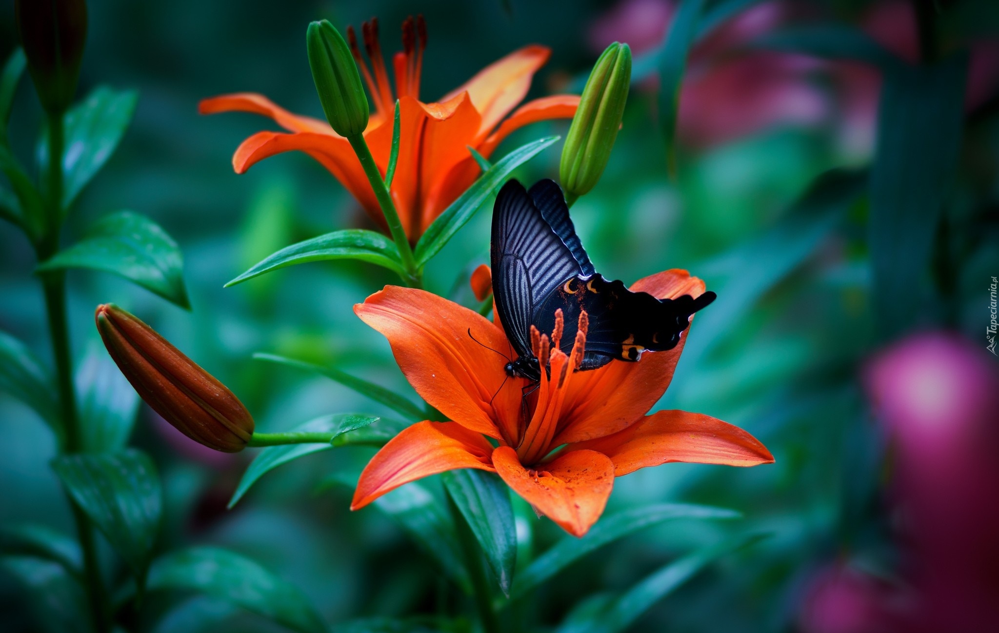 Lilie, Kwiaty, Czarny, Motyl, Papilio okinawensis