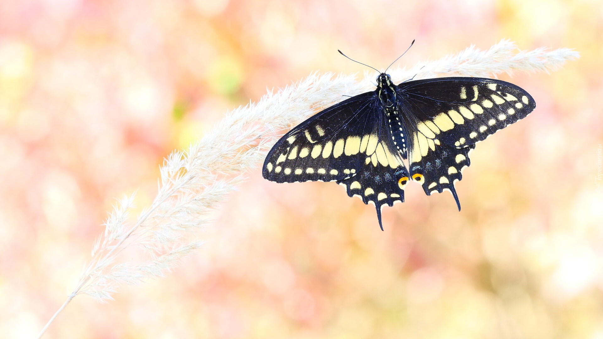 Czarny, Motyl, Papilio polyxenes, Źdźbło, Trawa