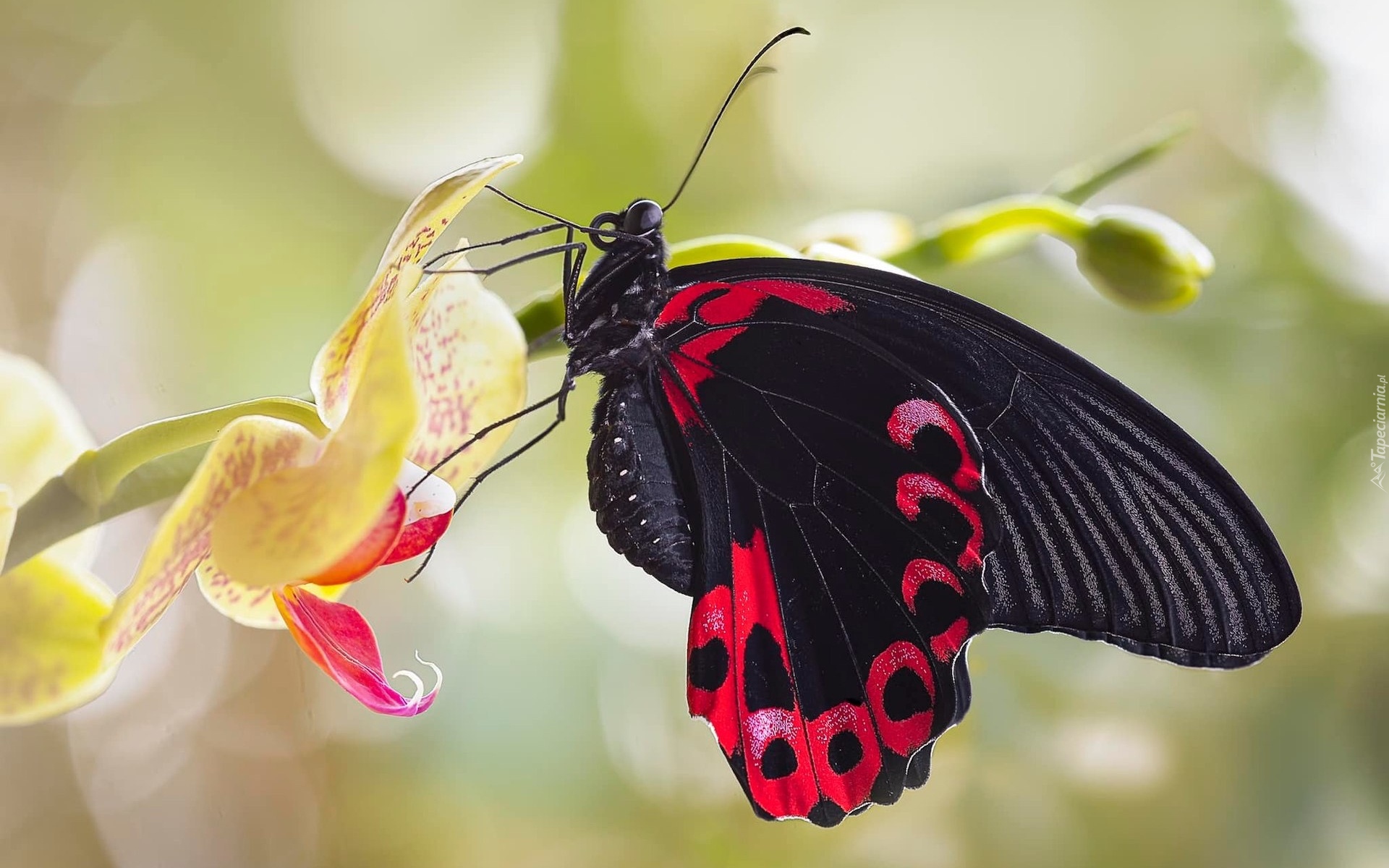 Czarny, Motyl, Czerwony Mormon, Papilio Rumanzovia, Storczyk, Makro