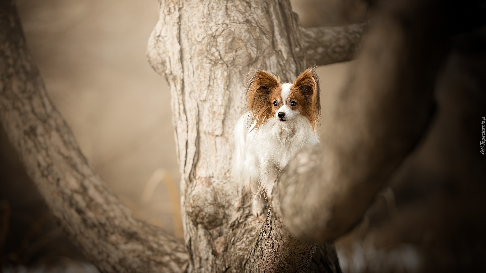 Pies, Spaniel kontynentalny miniaturowy Papillon, Drzewo