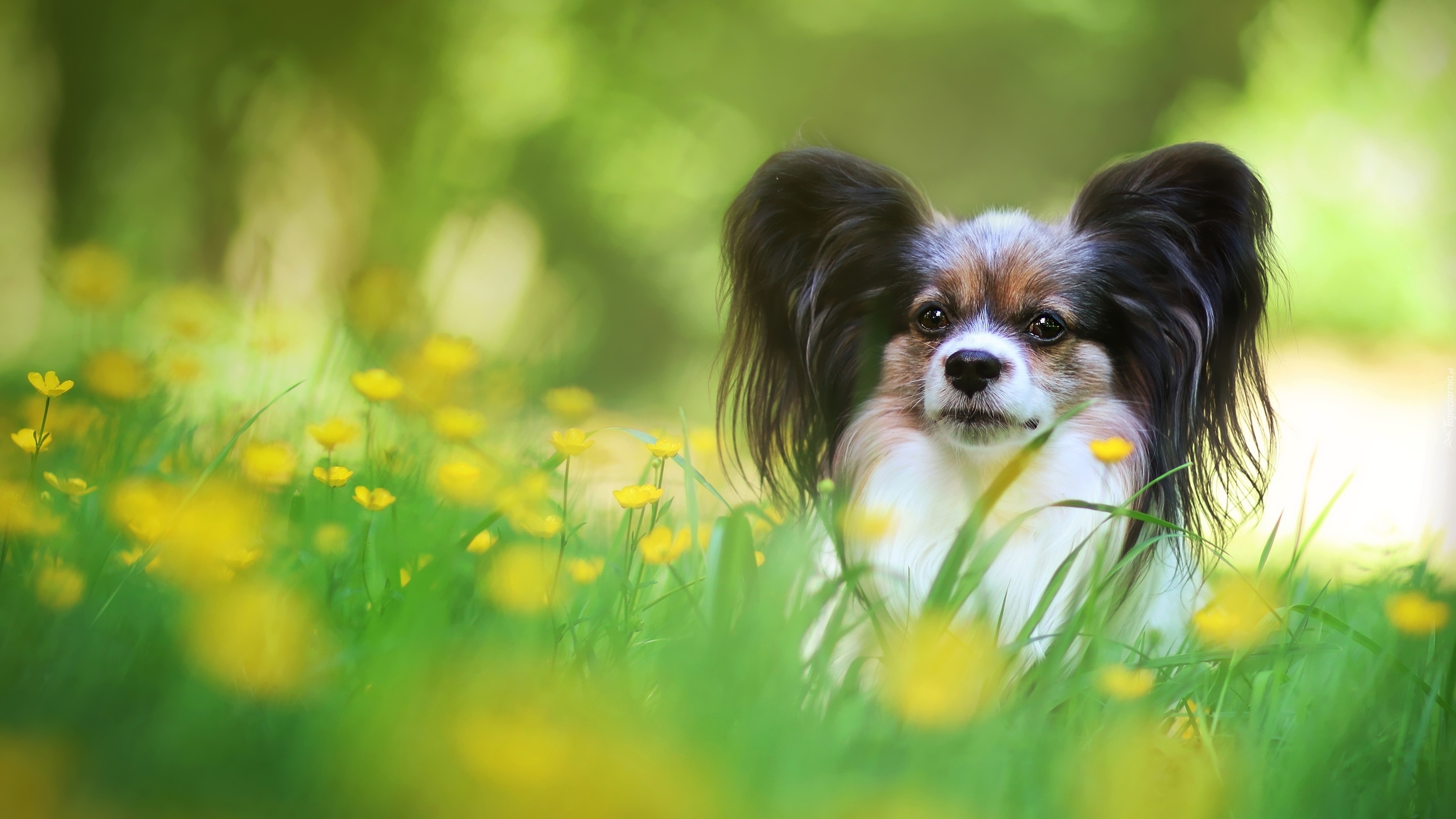 Pies, Spaniel kontynentalny Papillon, Trawa