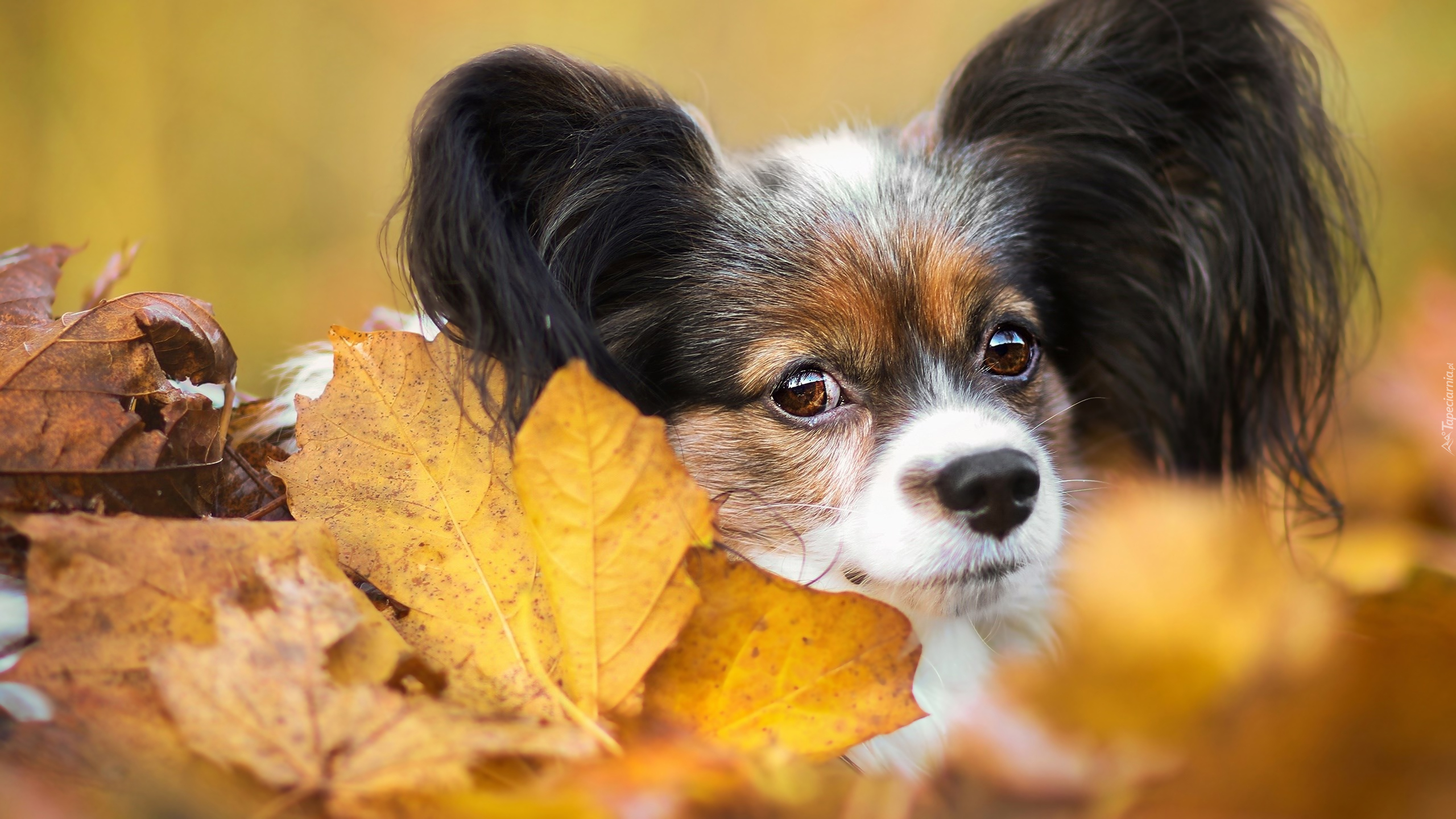 Pies, Spaniel kontynentalny miniaturowy Papillon, Liście