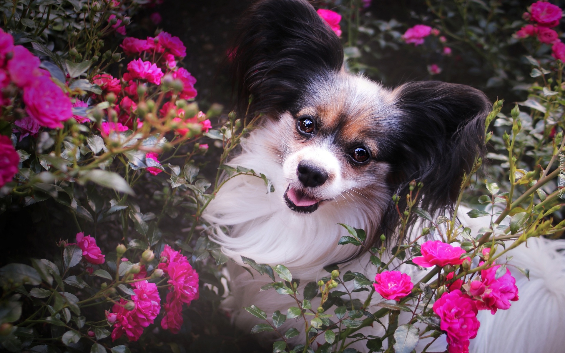Pies, Spaniel kontynentalny miniaturowy Papillon, Kwiaty, Róże