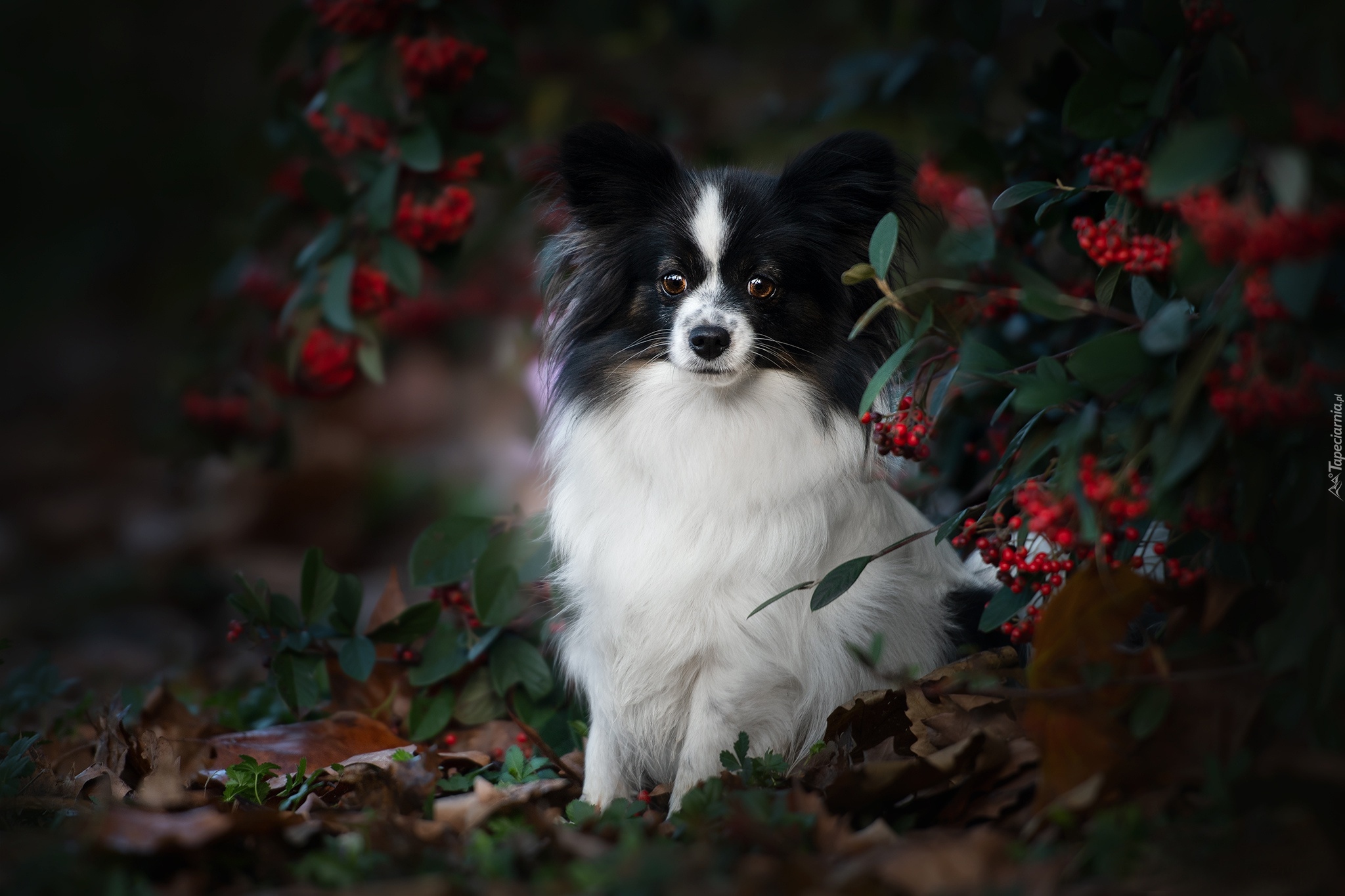 Spaniel kontynentalny miniaturowy Papillon, Krzew, Jagody