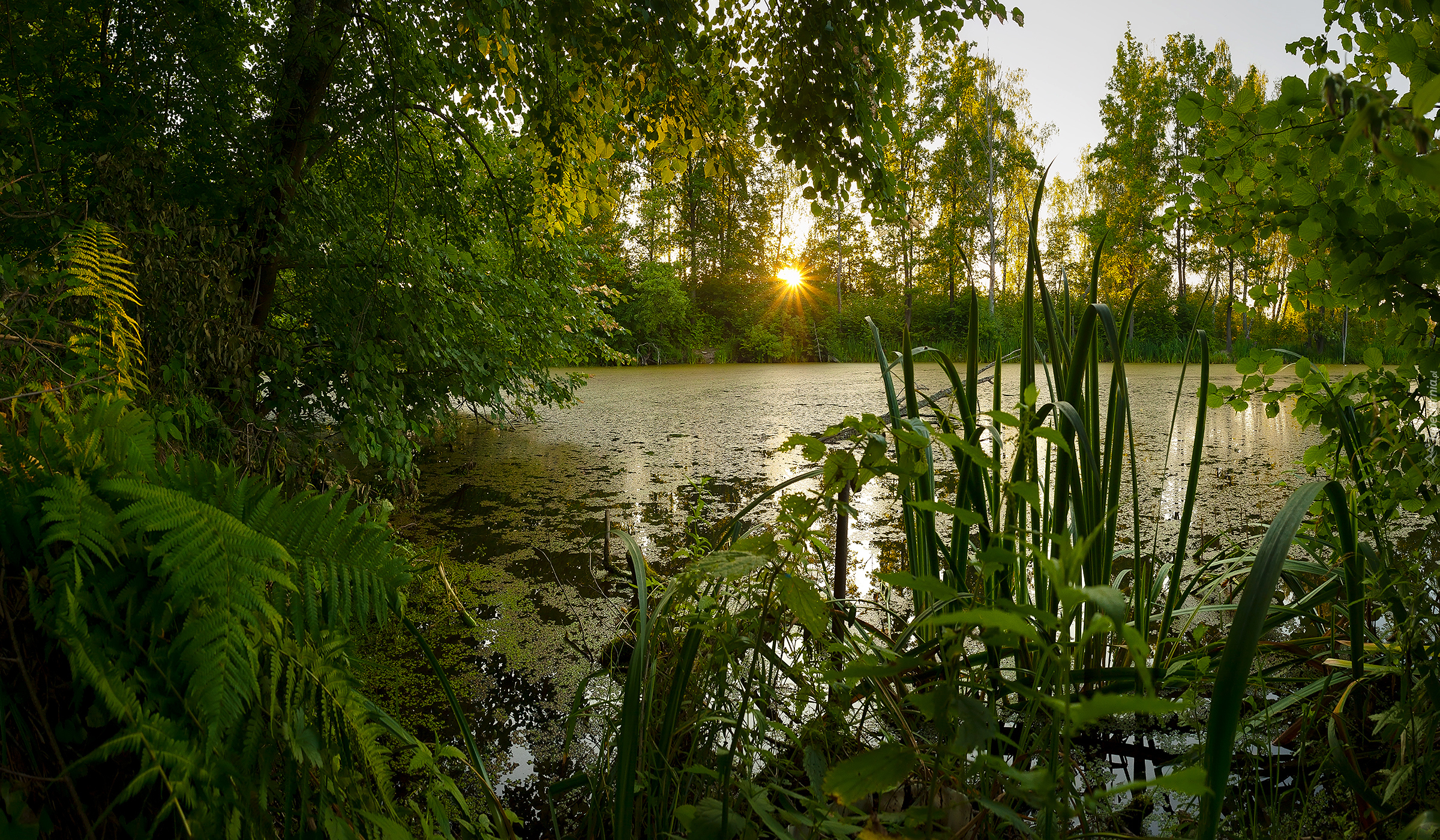 Las, Drzewa, Staw, Paprocie, Liście