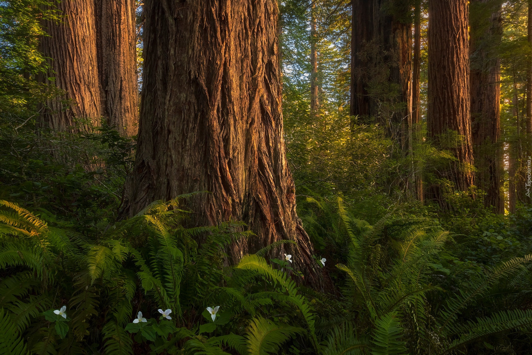 Paprocie, Kwiaty, Drzewa, Sekwoje, Las, Park stanowy, Del Norte Coast Redwoods, Hrabstwo Del Norte, Kalifornia, Stany Zjednoczone