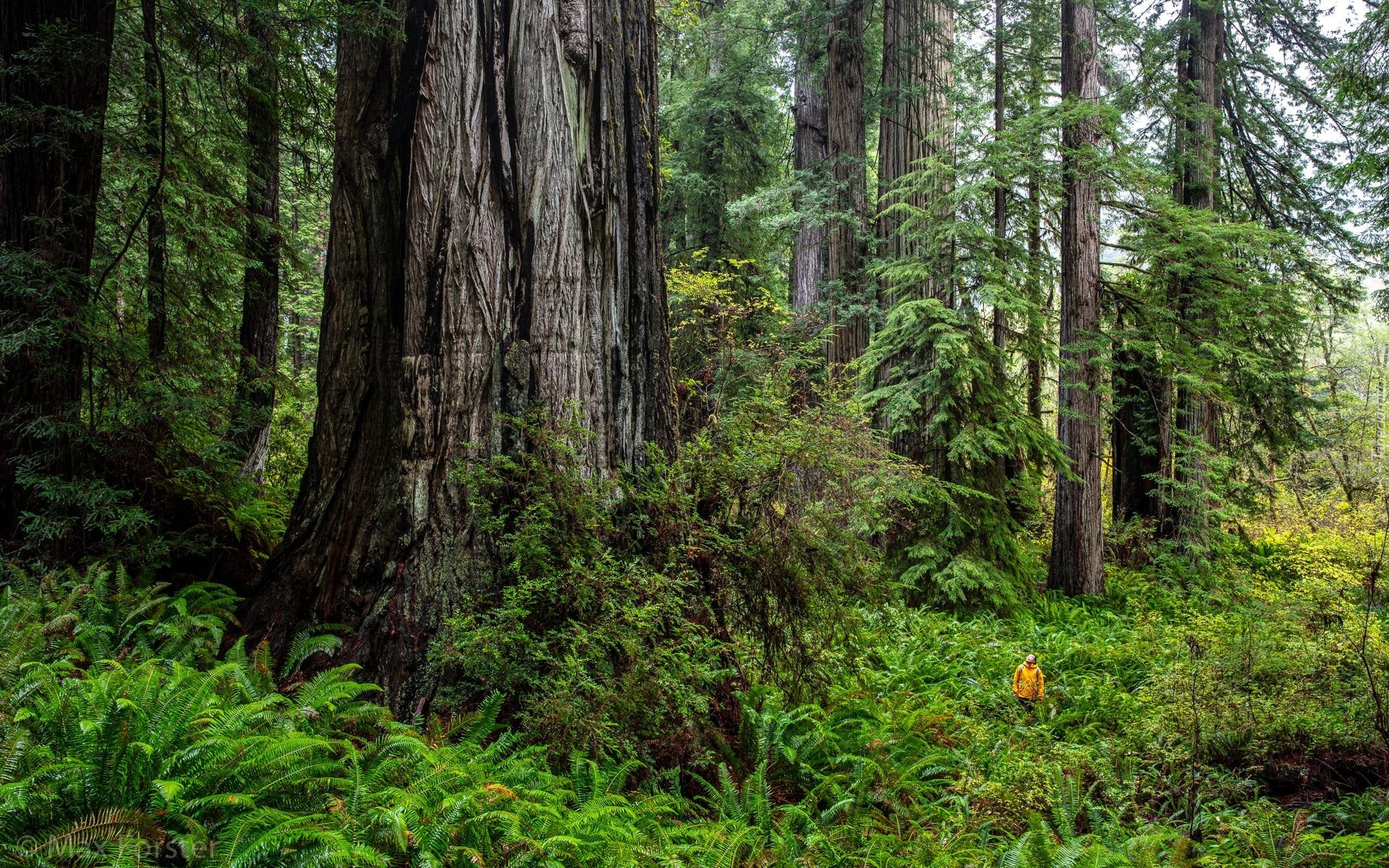 Stany Zjednoczone, Kalifornia, Park Narodowy Redwood, Sekwoje, Paprocie, Człowiek