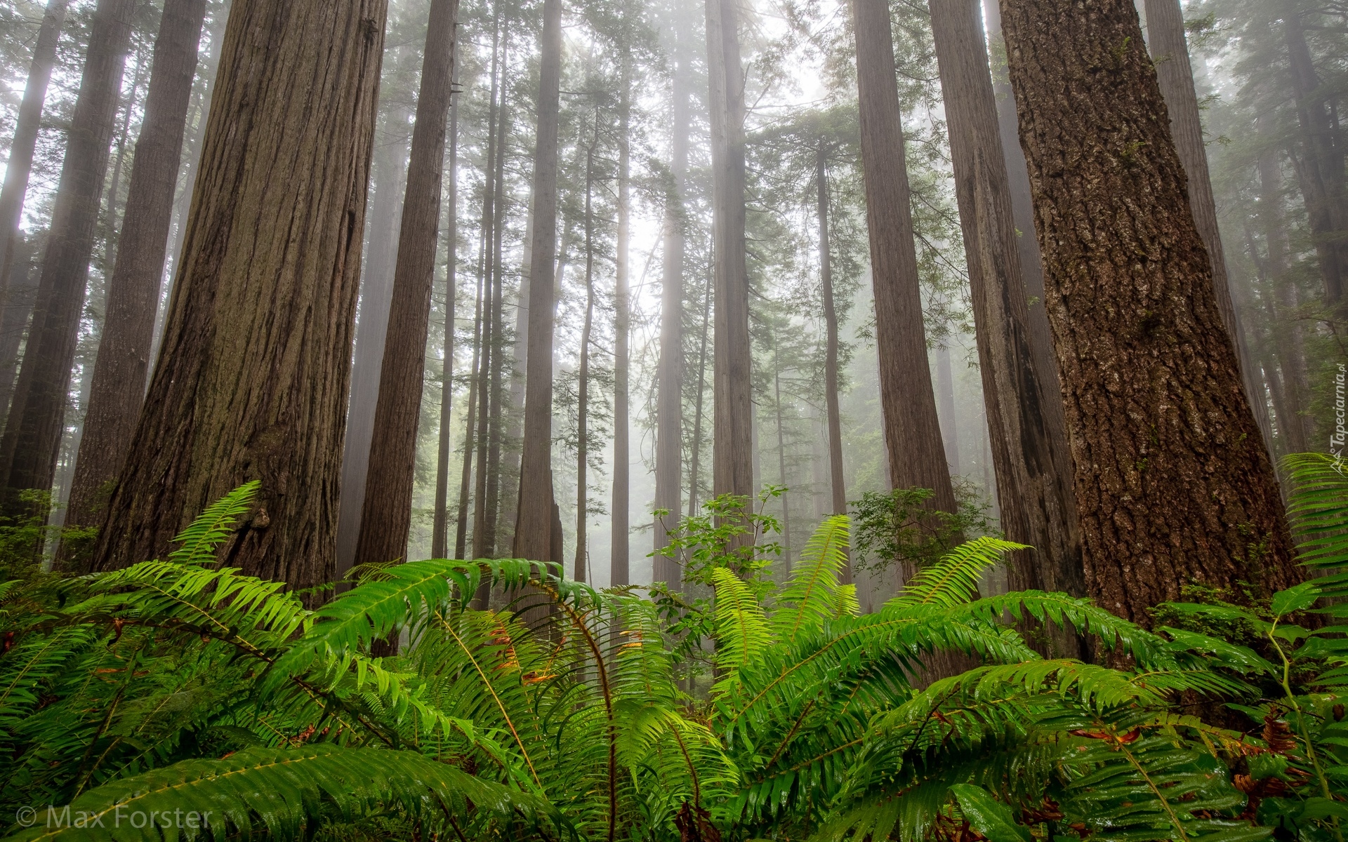 Stany Zjednoczone, Kalifornia, Park Narodowy Redwood, Drzewa, Sekwoje, Paprocie, Mgła