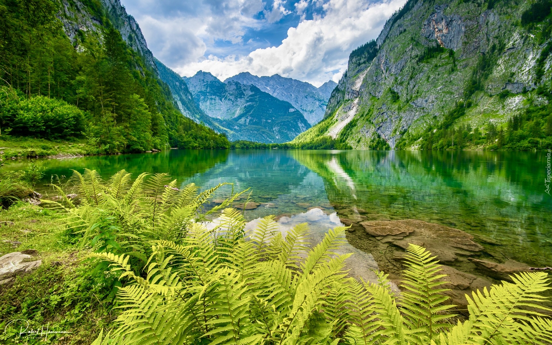 Park Narodowy Berchtesgaden, Góry, Alpy, Drzewa, Paprocie, Jezioro Obersee, Bawaria, Niemcy