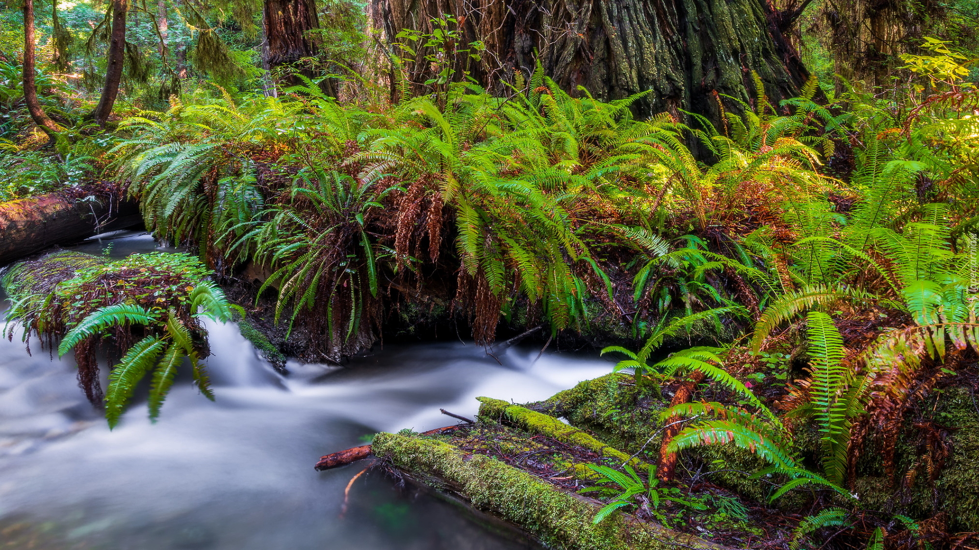 Rzeka, Prairie Creek, Paprocie, Las, Redwoods State Park, Kalifornia, Stany Zjednoczone