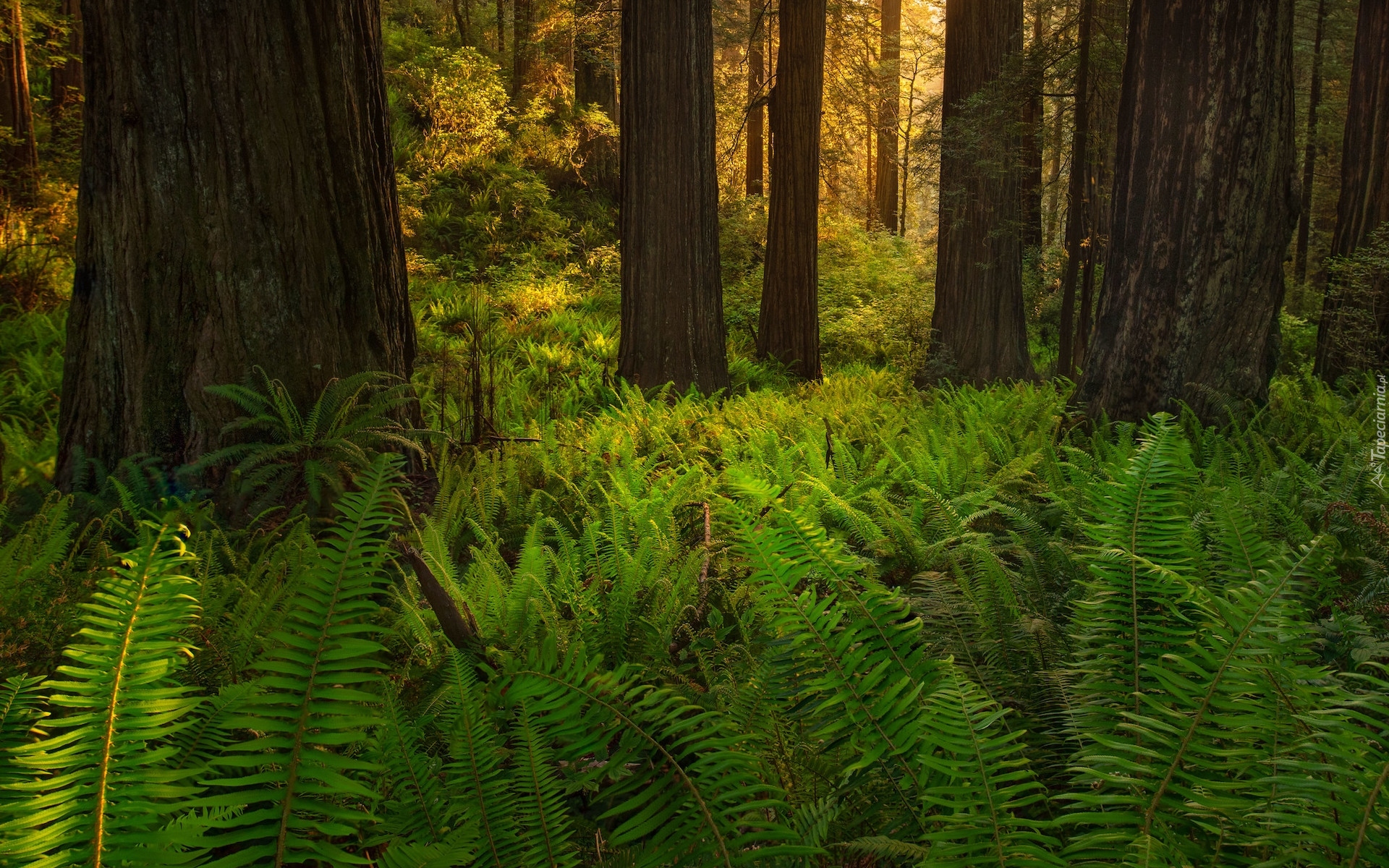 Stany Zjednoczone, Kalifornia, Park Narodowy Redwood, Las, Drzewa, Paprocie