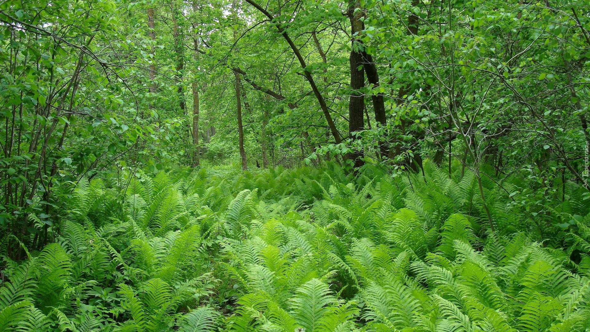 Las, Zielone, Drzewa, Krzewy, Paprocie