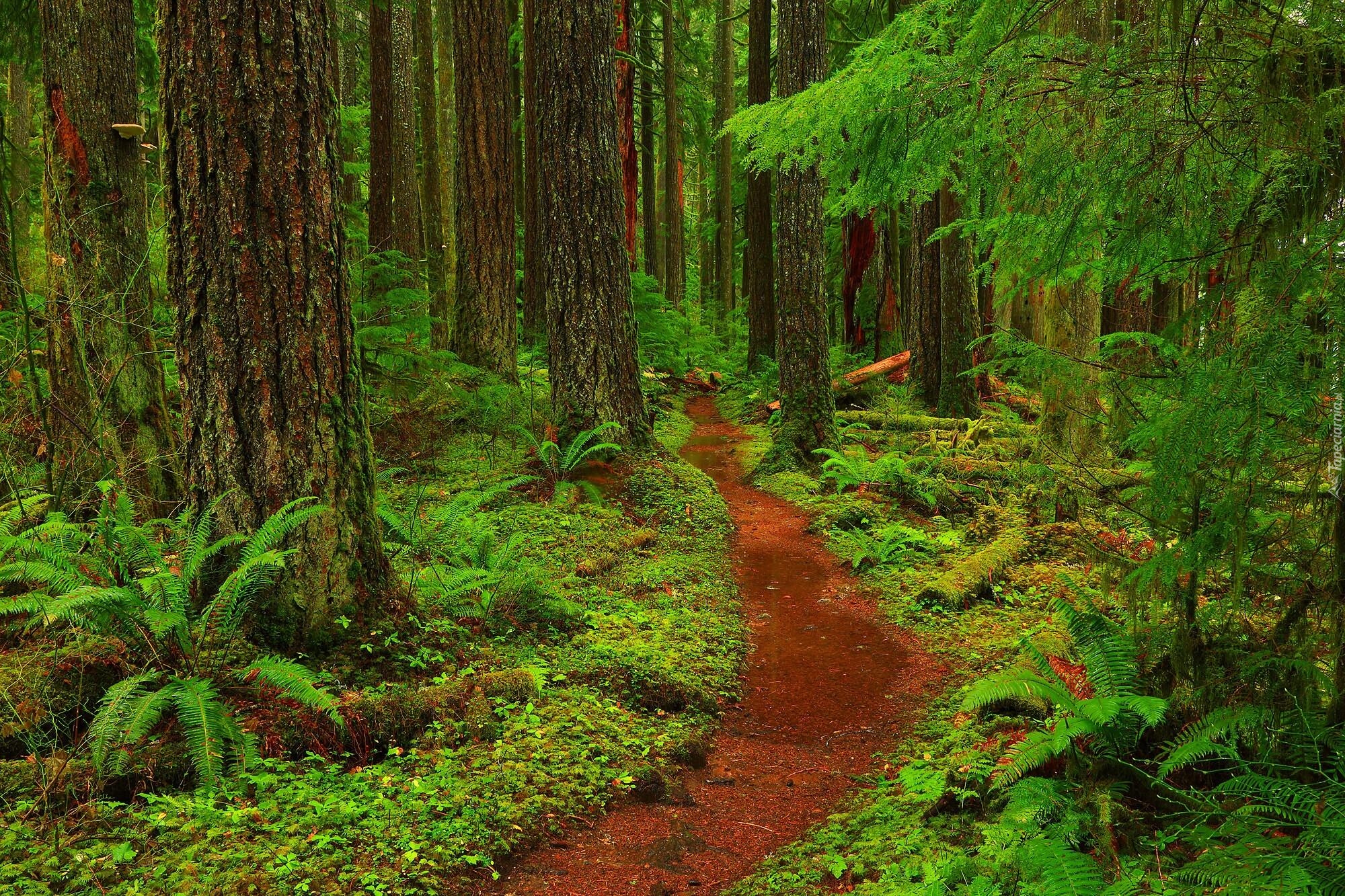 Las, Mount Baker-Snoqualmie National Forest, Drzewa, Paprocie, Ścieżka, Stan Waszyngton, Stany Zjednoczone