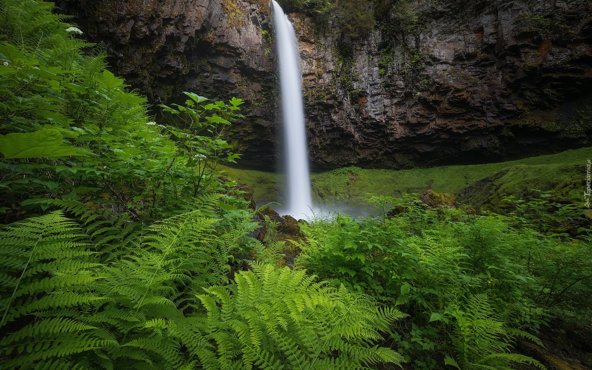 Wodospad, Skała, Roślinność, Paprocie, Rezerwat przyrody, Columbia River Gorge, Stan Waszyngton, Stany Zjednoczone