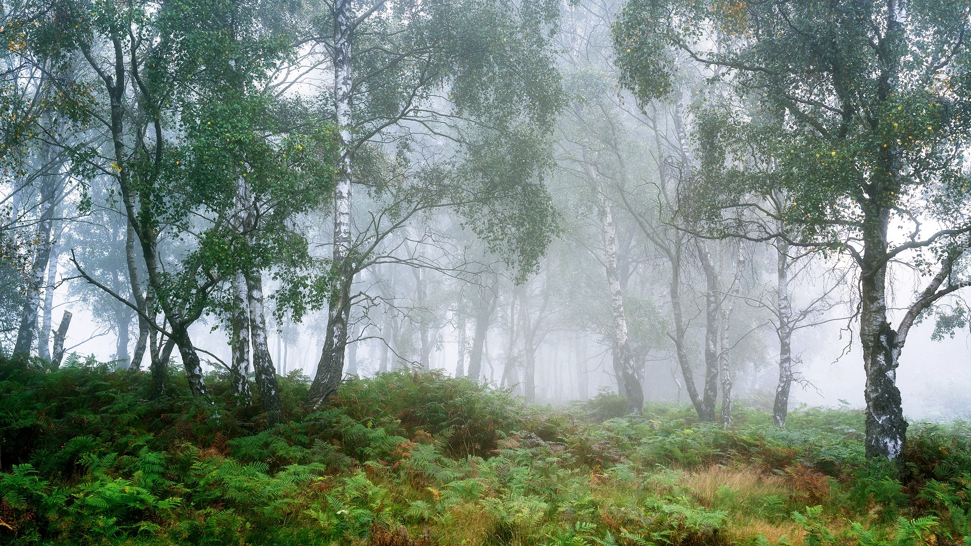 Drzewa, Las, Brzozy, Mgła, Park Narodowy Peak District, Hrabstwo Derbyshire, Anglia