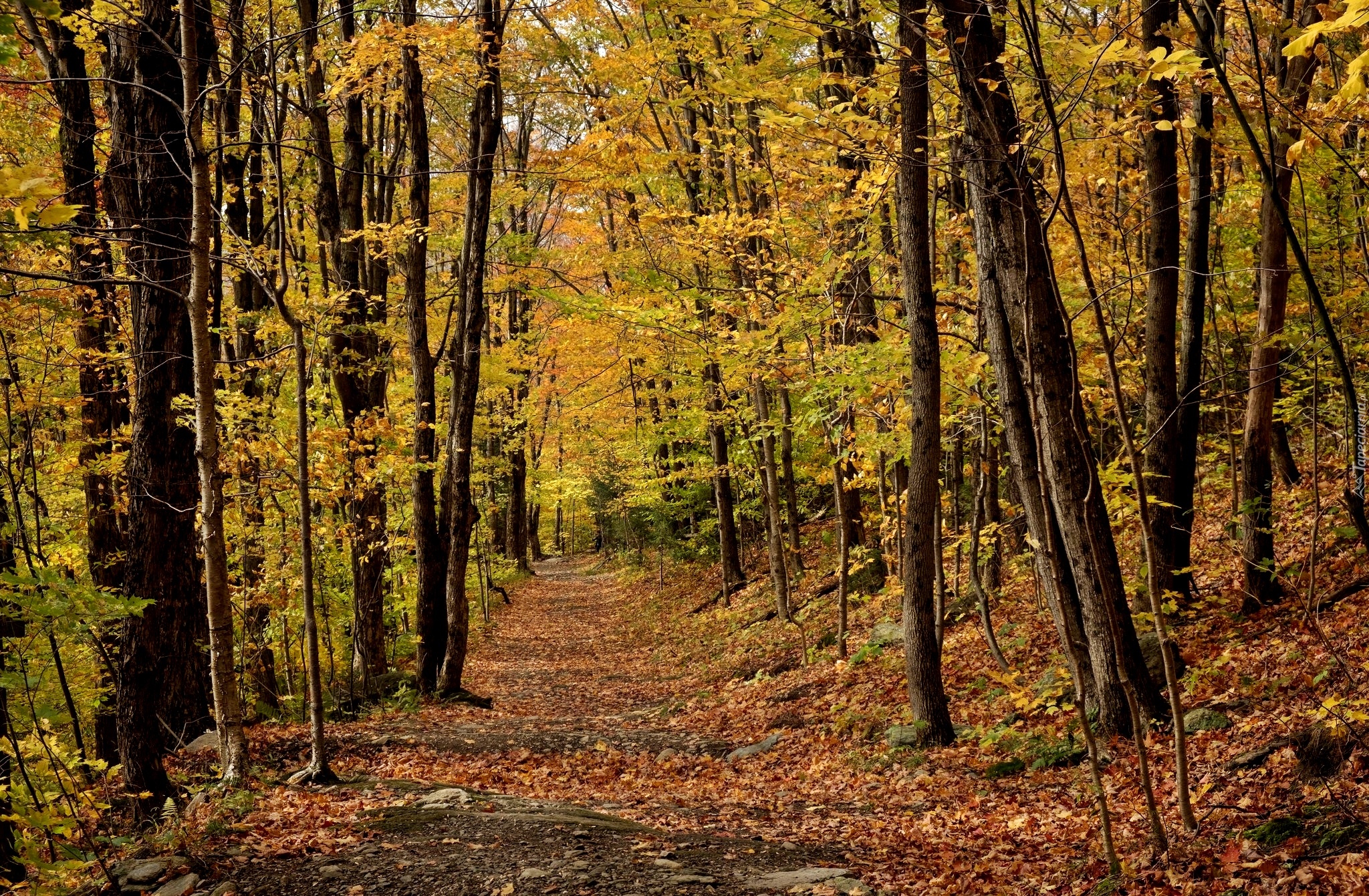 Kanada, Prowincja Quebec, Miasto Sutton, Park Parc denvironnement naturel de Sutton, Jesień, Liście, Dróżka, Las, Drzewa