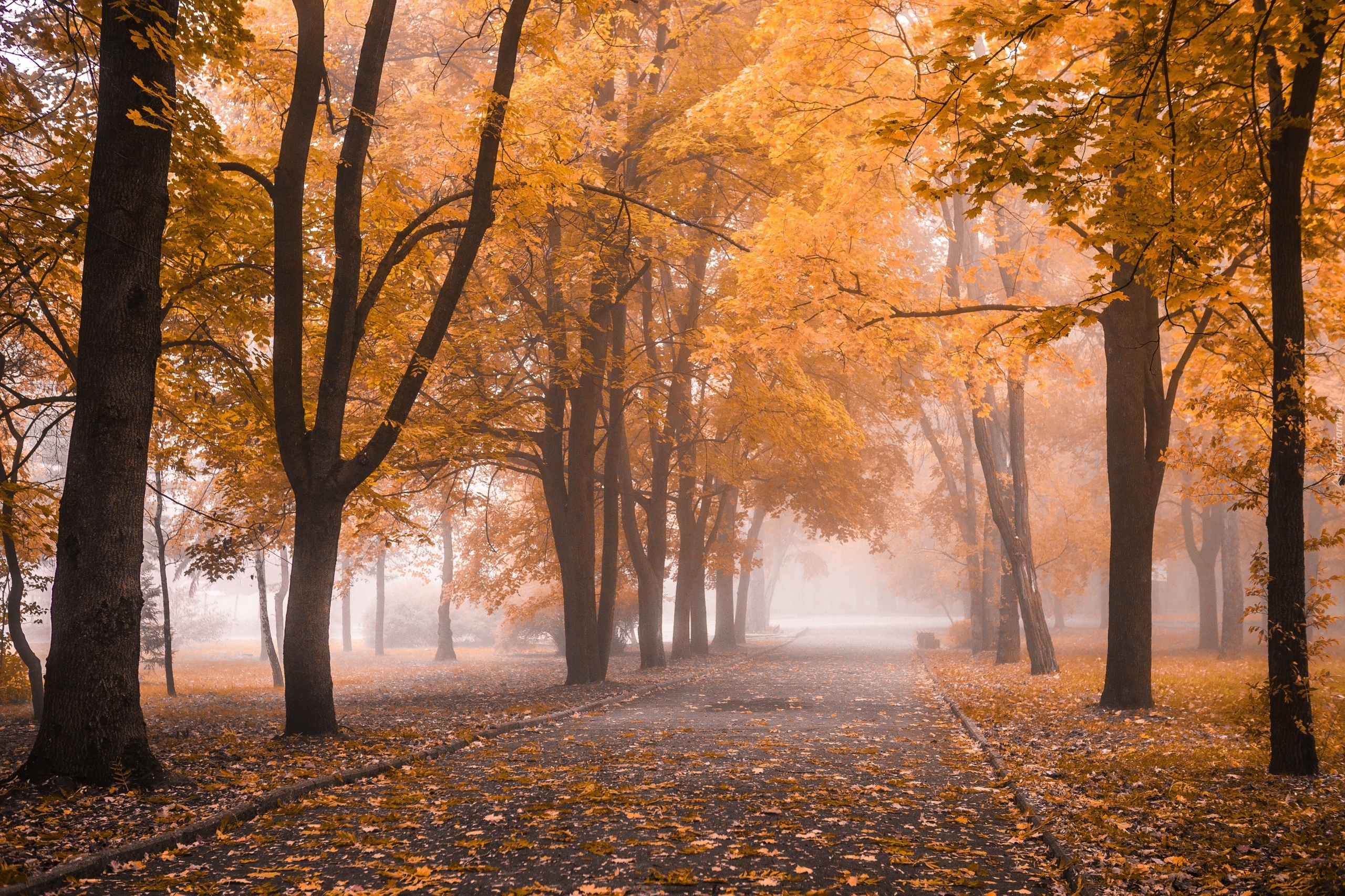 Park, Jesień, Drzewa, Mgła