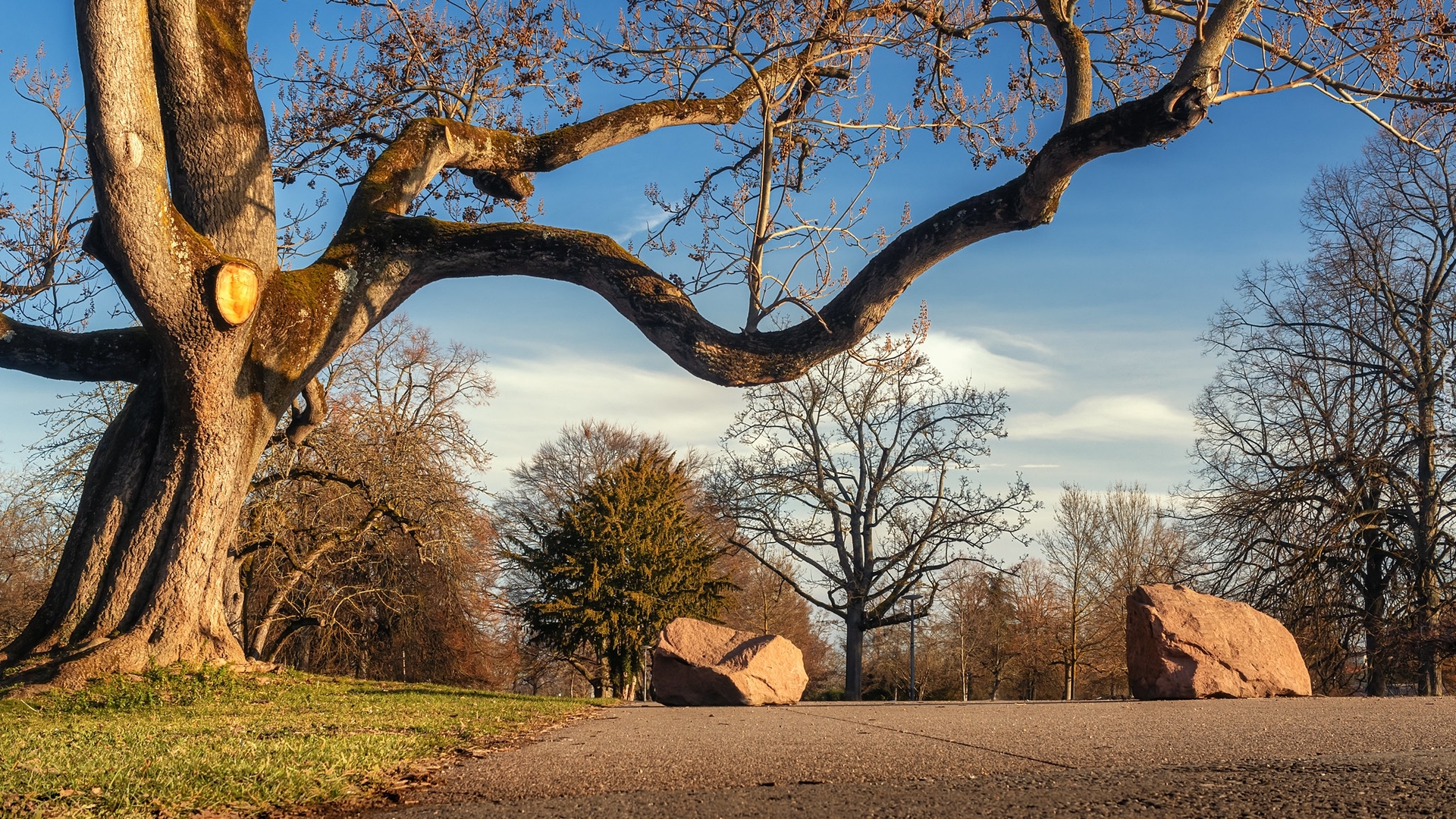 Park Killesberg, Drzewa, Głazy, Stuttgart, Niemcy