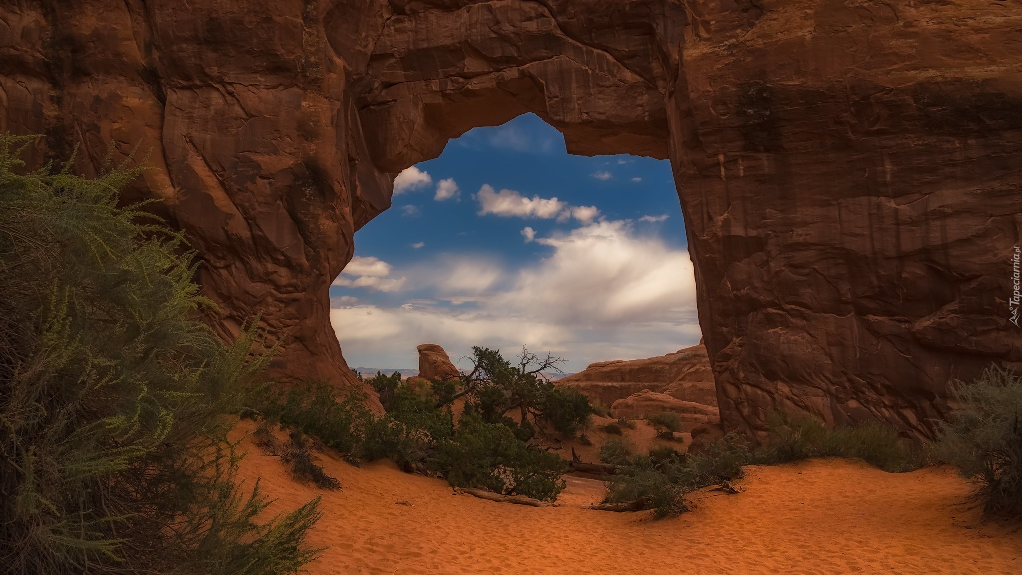 Skały, Rośliny, Park Narodowy Arches, Stan Utah, Stany Zjednoczone