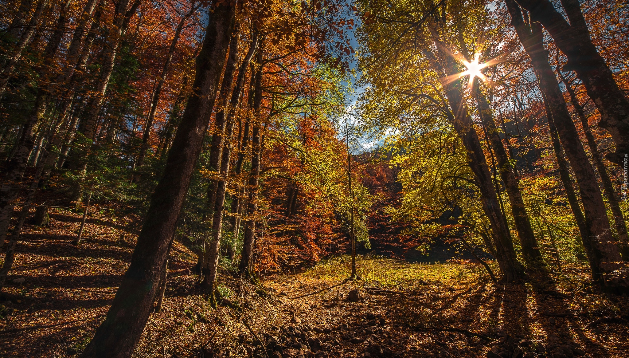 Czarnogóra, Park Narodowy Biogradska Gora, Las, Drzewa, Jesień, Promienie słońca