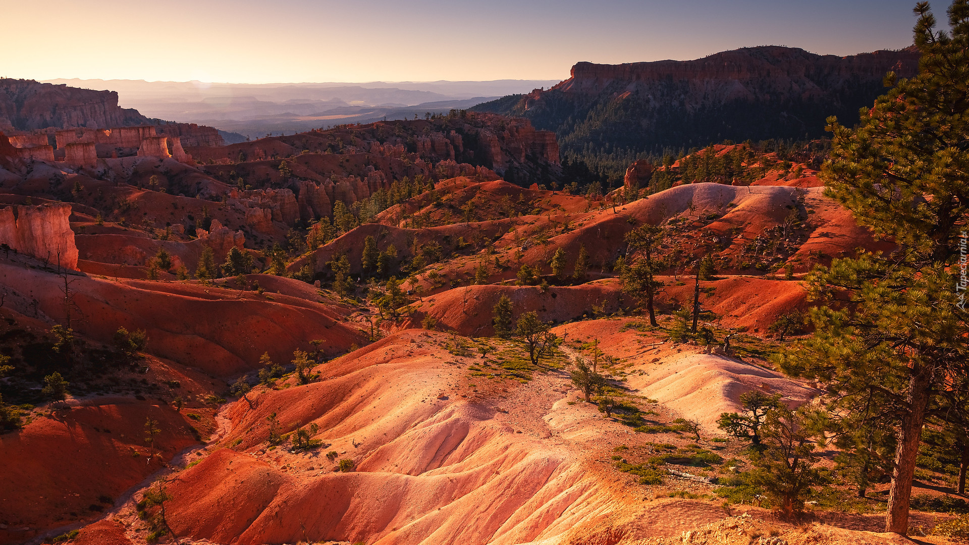 Góry, Skały, Kanion, Bryce Canyon, Park Narodowy Bryce Canyon, Utah, Stany Zjednoczone, Drzewa, Sosny