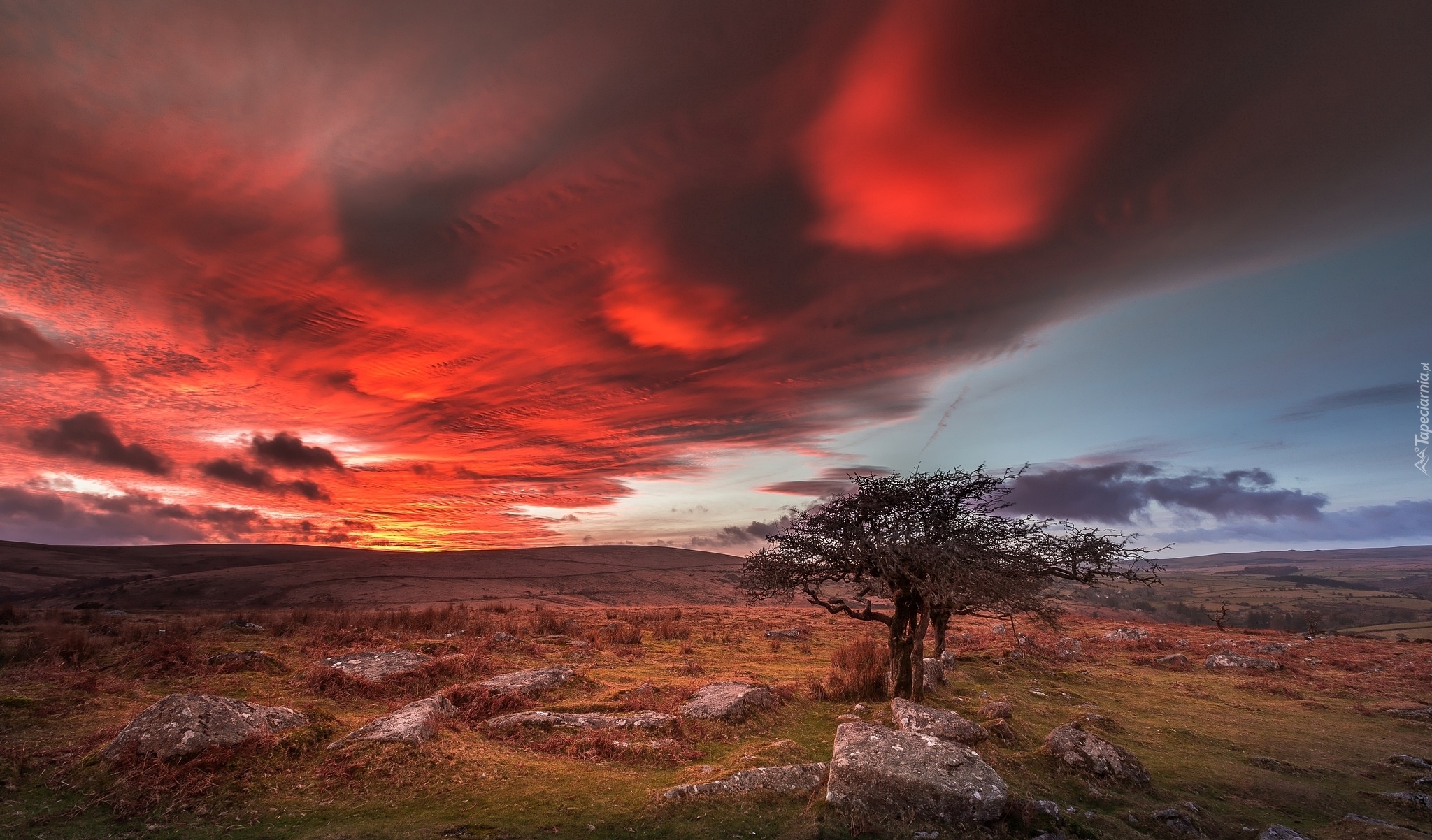 Anglia, Hrabstwo Devon, Park Narodowy Dartmoor, Zachód słońca, Drzewo