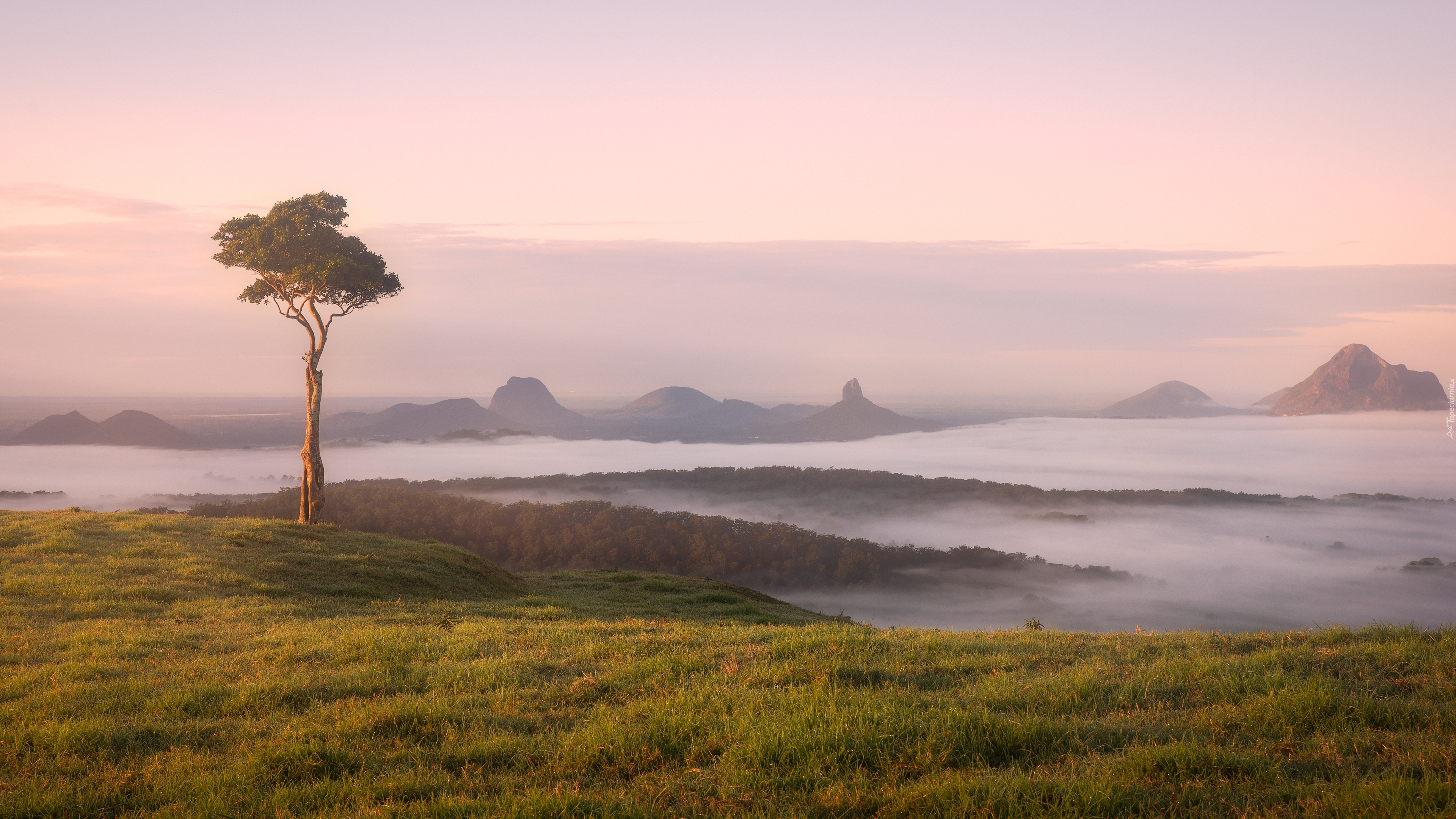 Drzewo, Góry, Mgła, Park Narodowy Glass House Mountains, Maleny, Stan Queensland, Australia