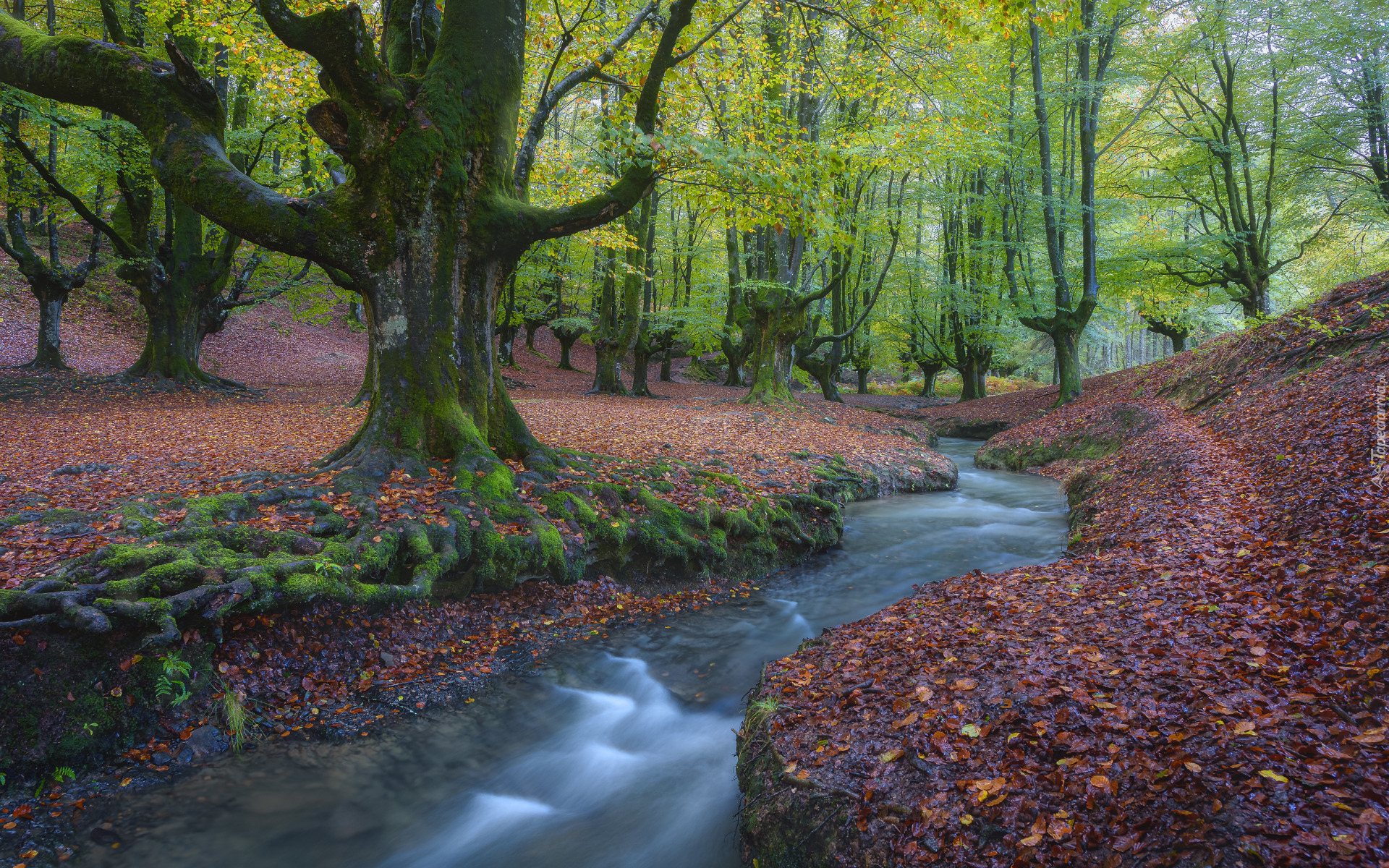 Las, Drzewa, Strumień, Rzeka, Liście opadłe, Park Narodowy Gorbea, Kraj Basków, Hiszpania