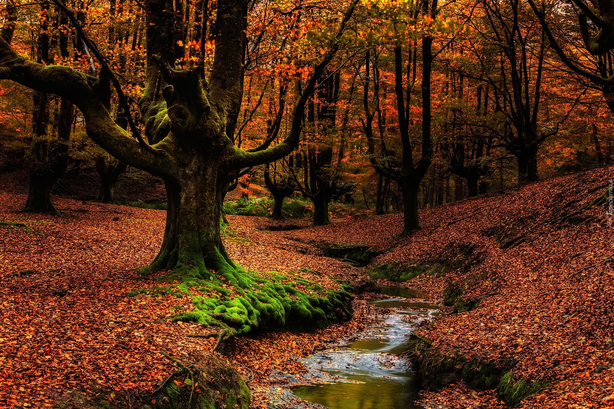 Hiszpania, Kraj Basków, Park Narodowy Gorbea, Jesień, Las, Drzewa, Strumyk