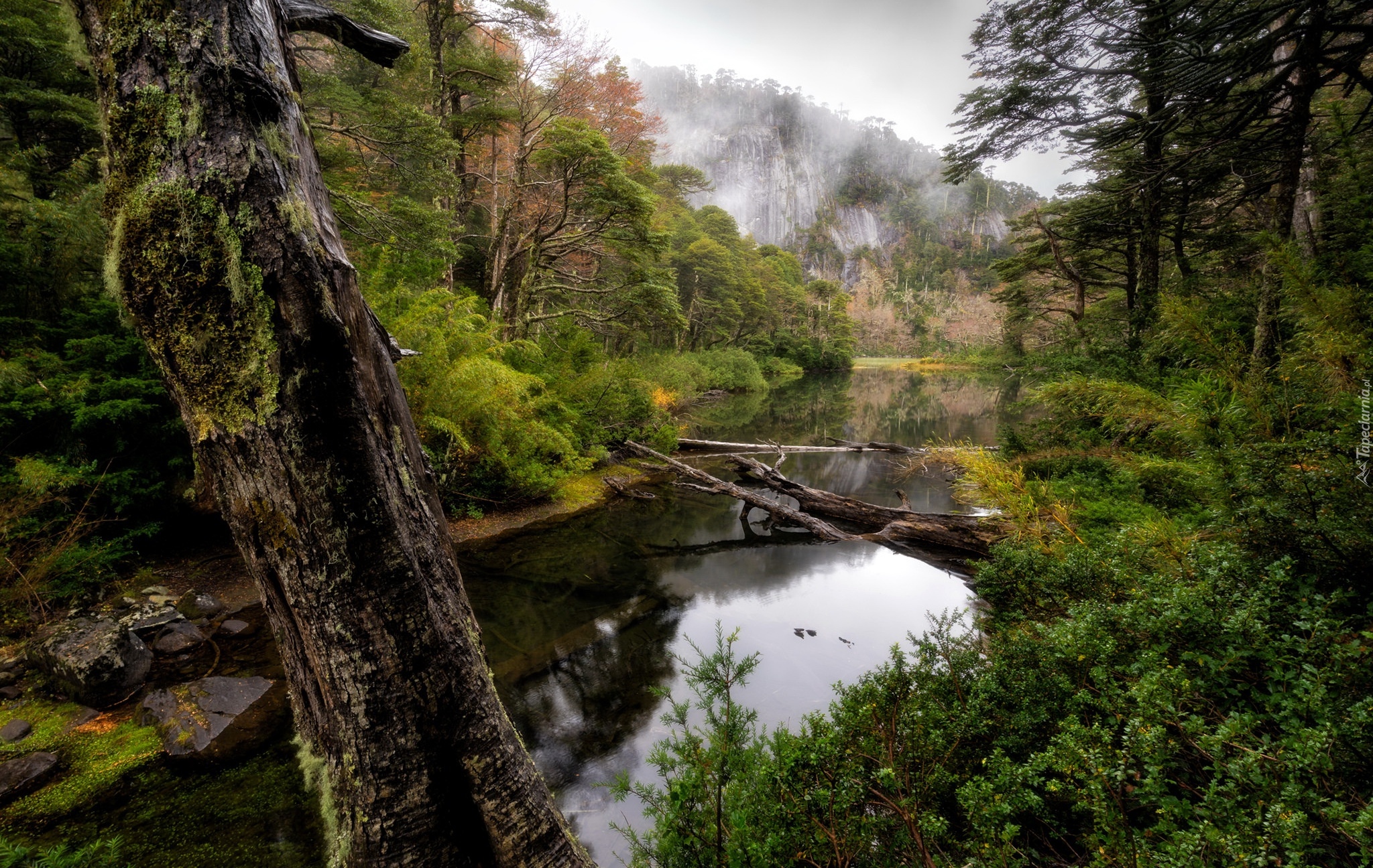 Drzewo, Rzeka, Las, Park Narodowy Huerquehue, Araucania, Chile