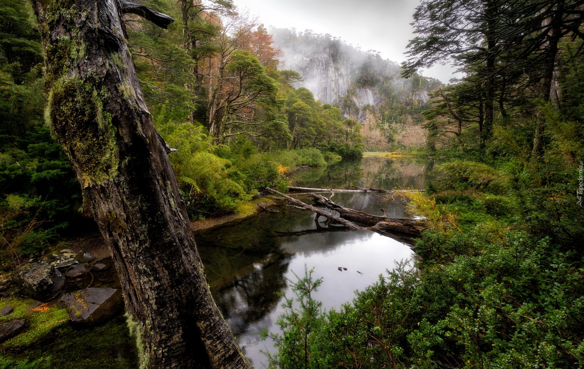 Drzewo, Rzeka, Las, Park Narodowy Huerquehue, Araucania, Chile