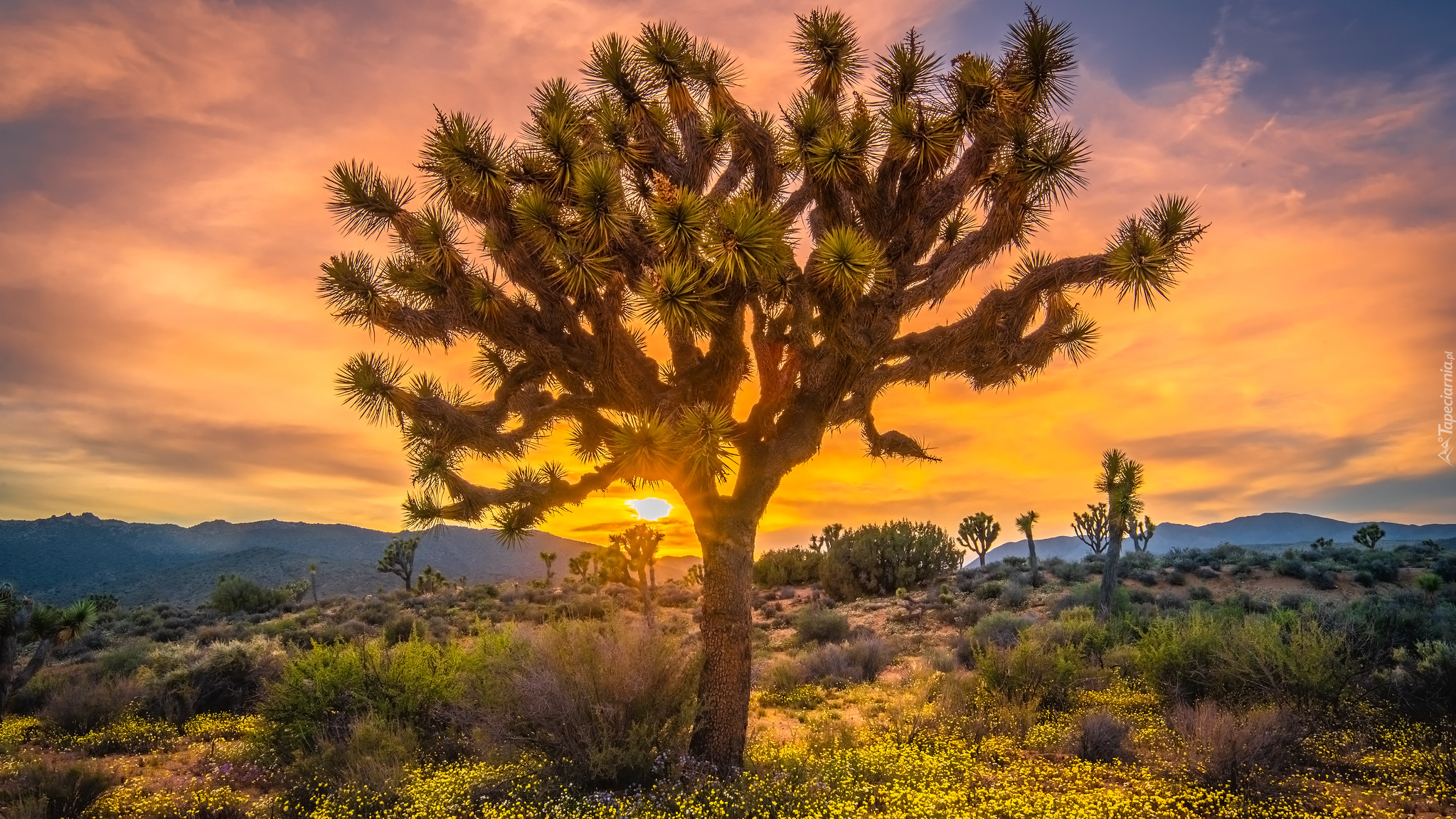 Drzewa, Góry, Zachód słońca, Park Narodowy Joshua Tree, Kalifornia, Stany Zjednoczone