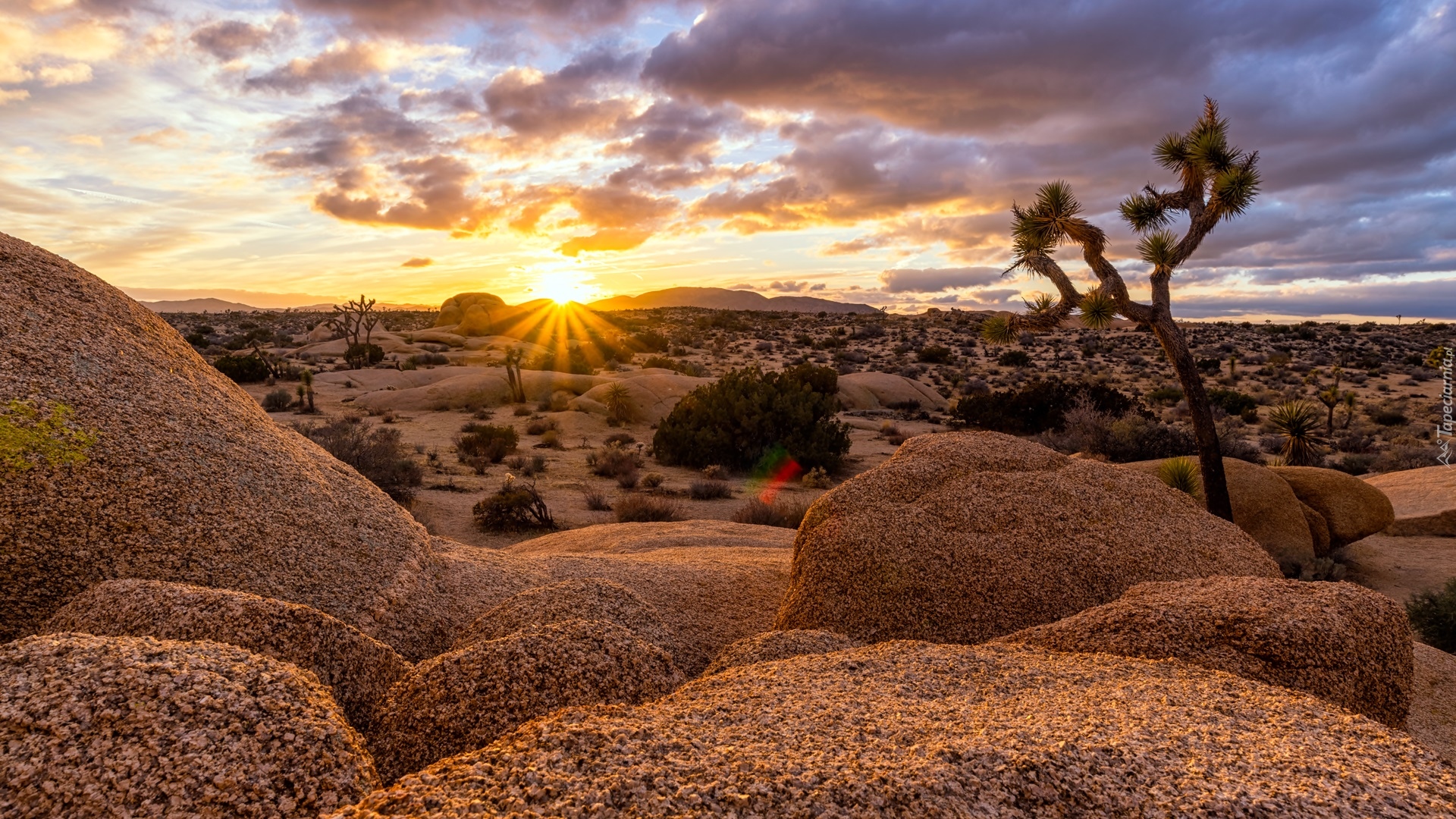 Stany Zjednoczone, Stan Kalifornia, Park Narodowy Joshua Tree, Skały, Drzewo, Wschód słońca, Chmury