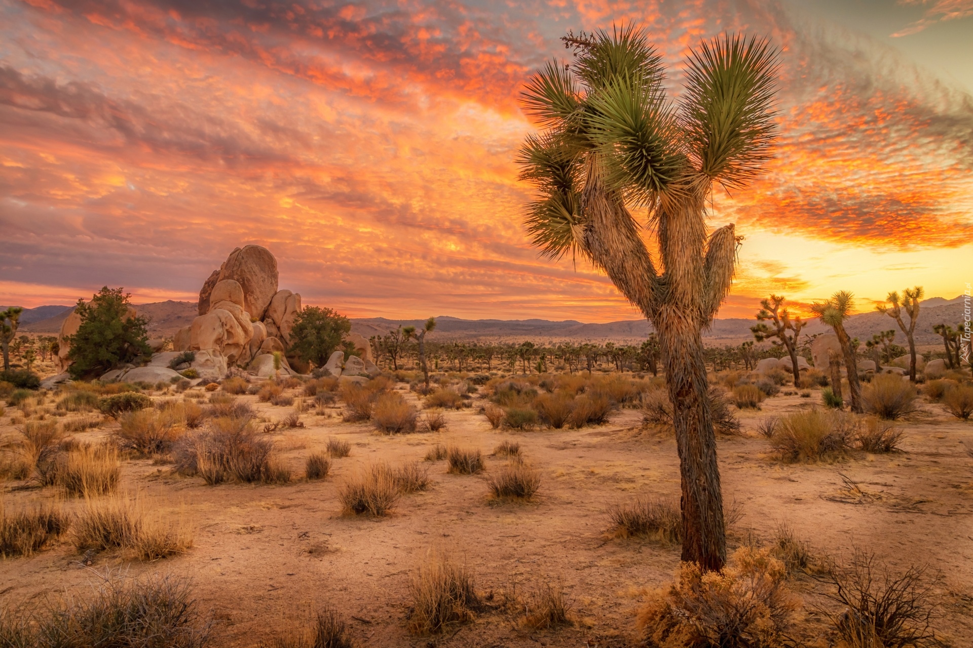 Stany Zjednoczone, Stan Kalifornia, Park Narodowy Joshua Tree, Skały, Drzewa