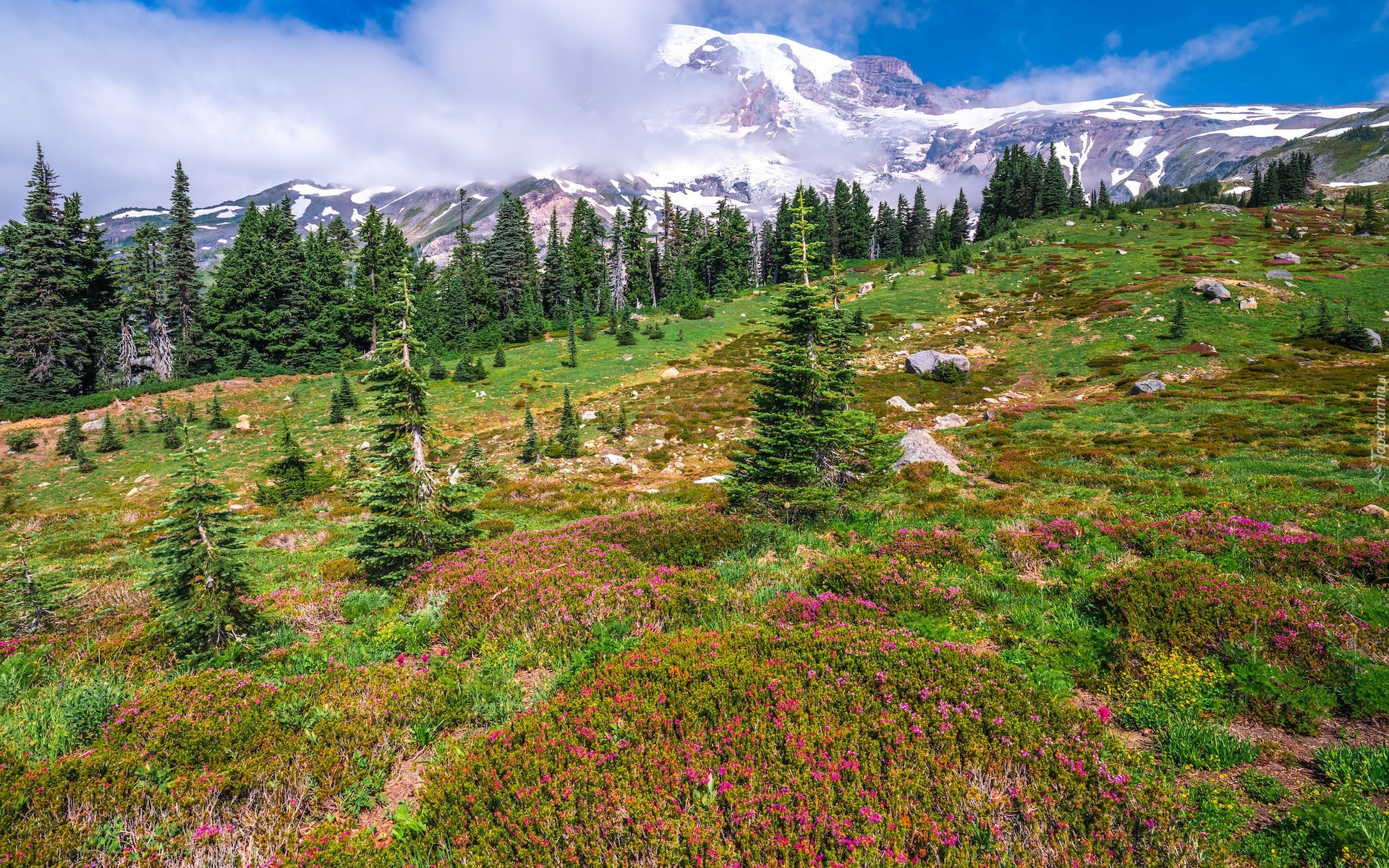 Stany Zjednoczone, Stan Waszyngton, Park Narodowy Mount Rainier, Góry, Łąka, Kwiaty, Drzewa, Mgła