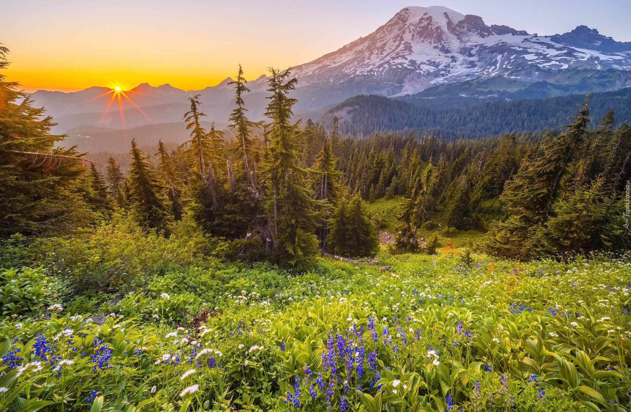 Park Narodowy Mount Rainier, Góry, Drzewa, Kwiaty, Łubin, Promienie słońca, Stan Waszyngton, Stany Zjednoczone