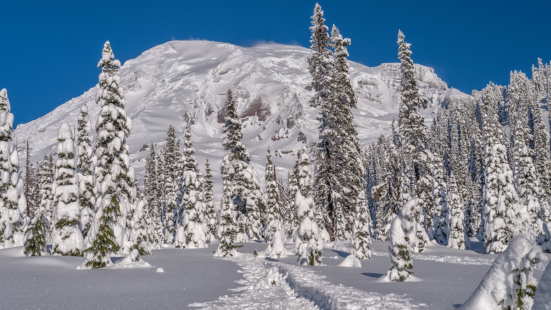 Ośnieżona, Góra, Ośnieżone, Drzewa, Ścieżka, Park Narodowy Mount Rainier, Stan Waszyngton, Stany Zjednoczone