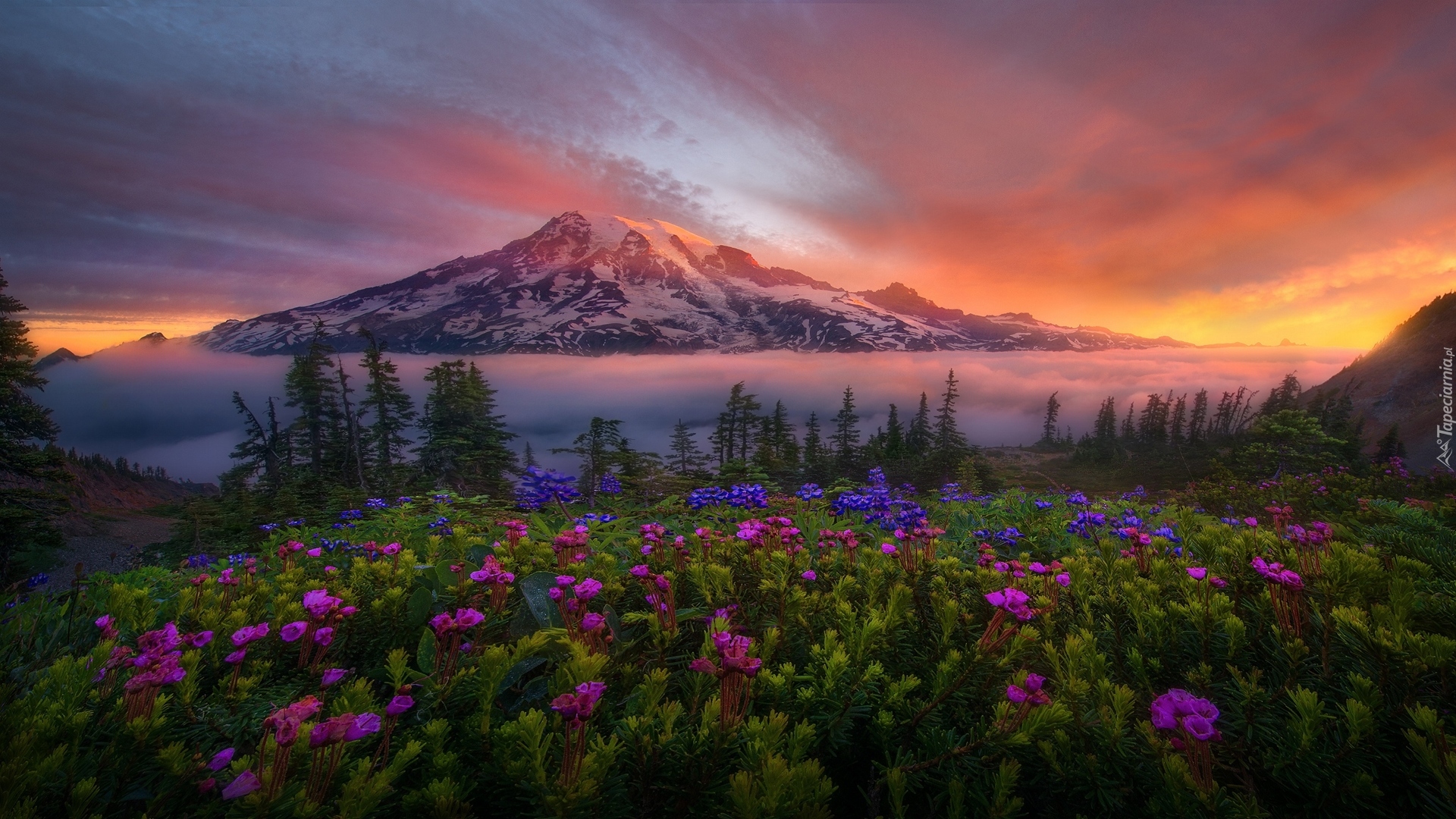 Stany Zjednoczone, Stan Waszyngton, Park Narodowy Mount Rainier, Stratowulkan Mount Rainier, Góry, Mgła, Kwiaty, Drzewa, Wschód słońca