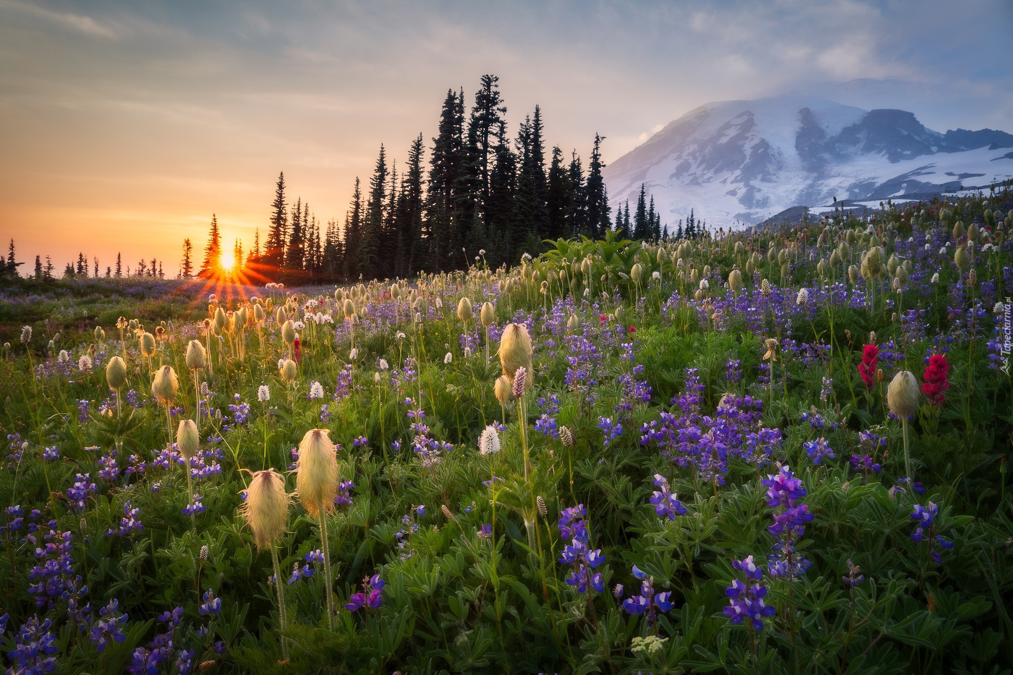 Stany, Zjednoczone, Park Narodowy Mount Rainier, Stratowulkan Mount Rainier, Łąka, Kwiaty, Wschód słońca, Drzewa, Góry