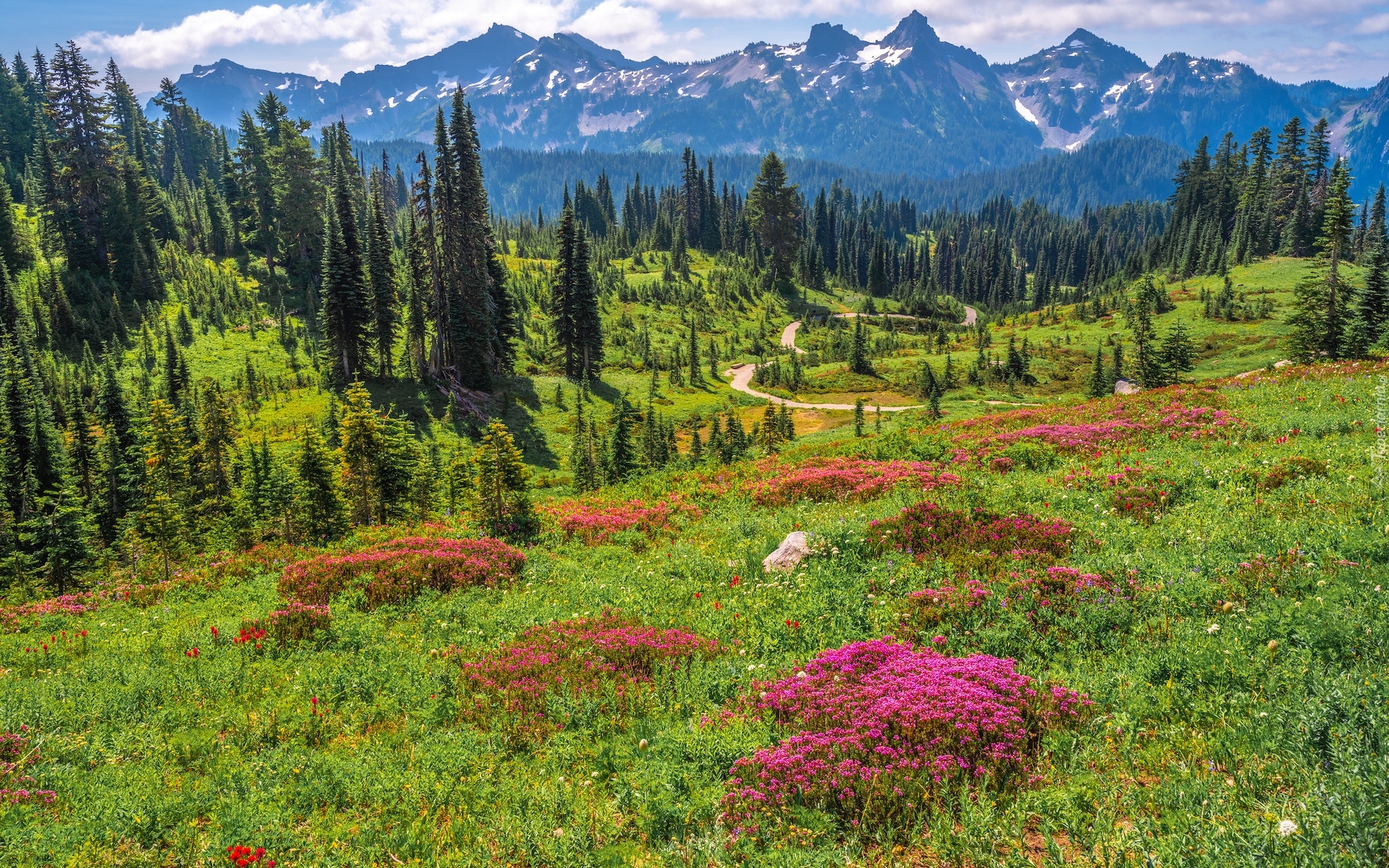 Stany Zjednoczone, Stan Waszyngton, Park Narodowy Mount Rainier, Góry, Łąka, Kwiaty, Droga