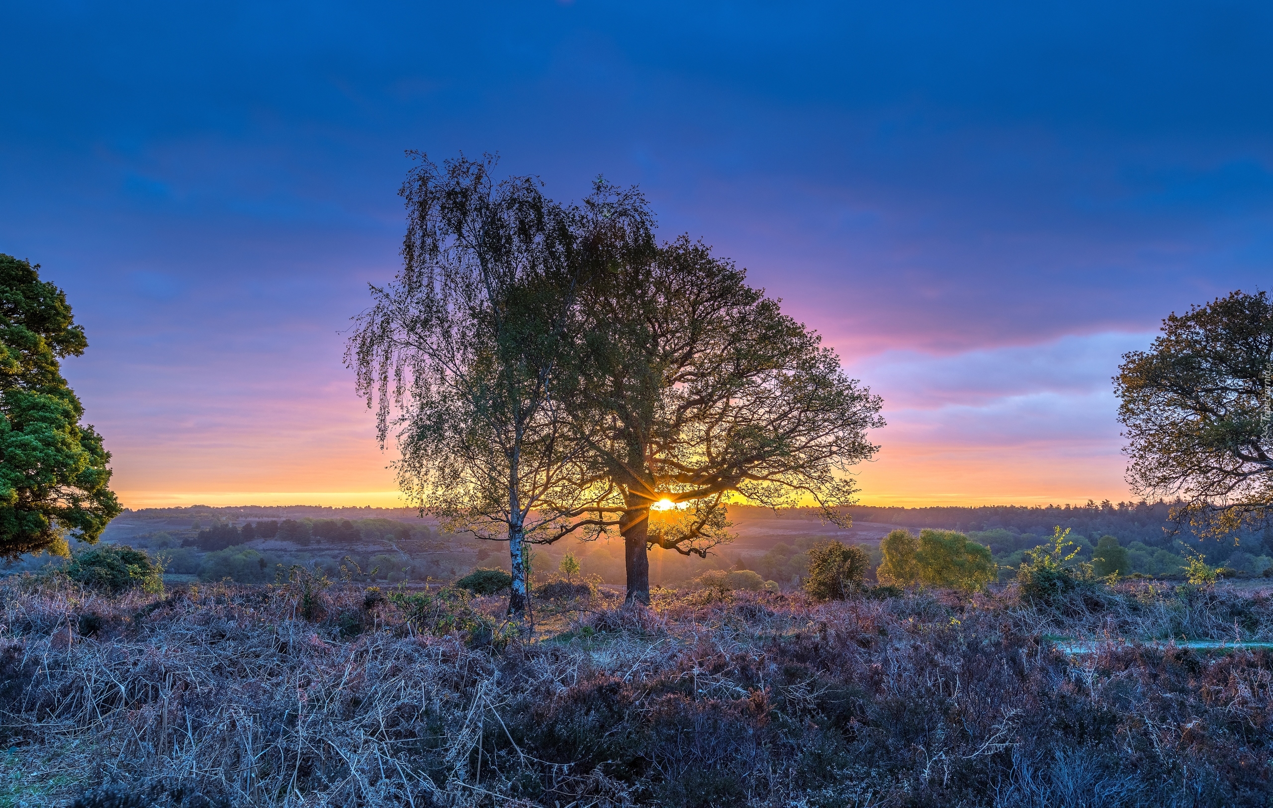 Anglia, Park Narodowy New Forest, Hrabstwo Hampshire, Osada Rockford, Wrzosowisko, Drzewa, Wschód słońca