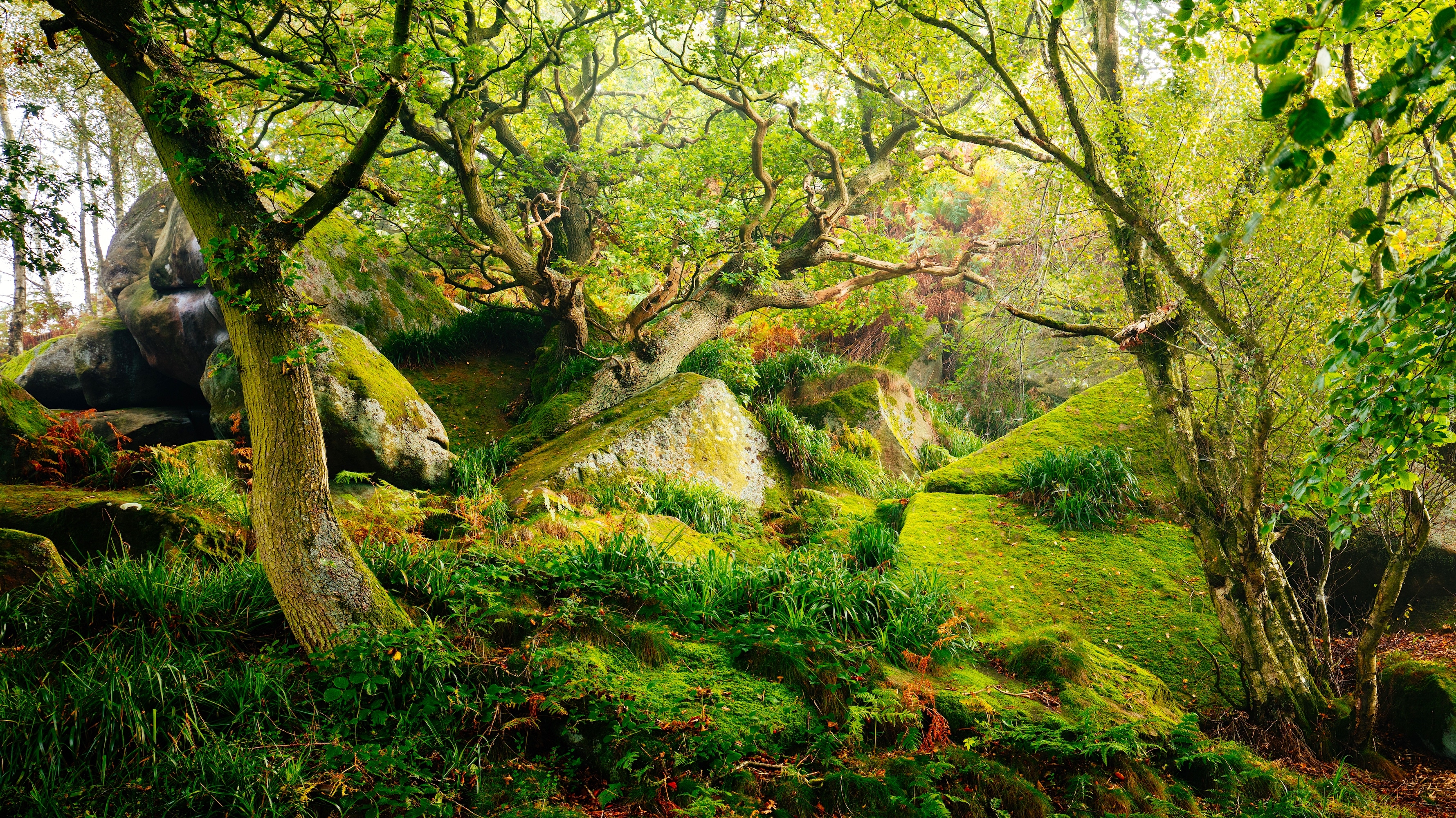 Las, Drzewa, Trawa, Mech, Kamienie, Park Narodowy Peak District, Hrabstwo Derbyshire, Anglia