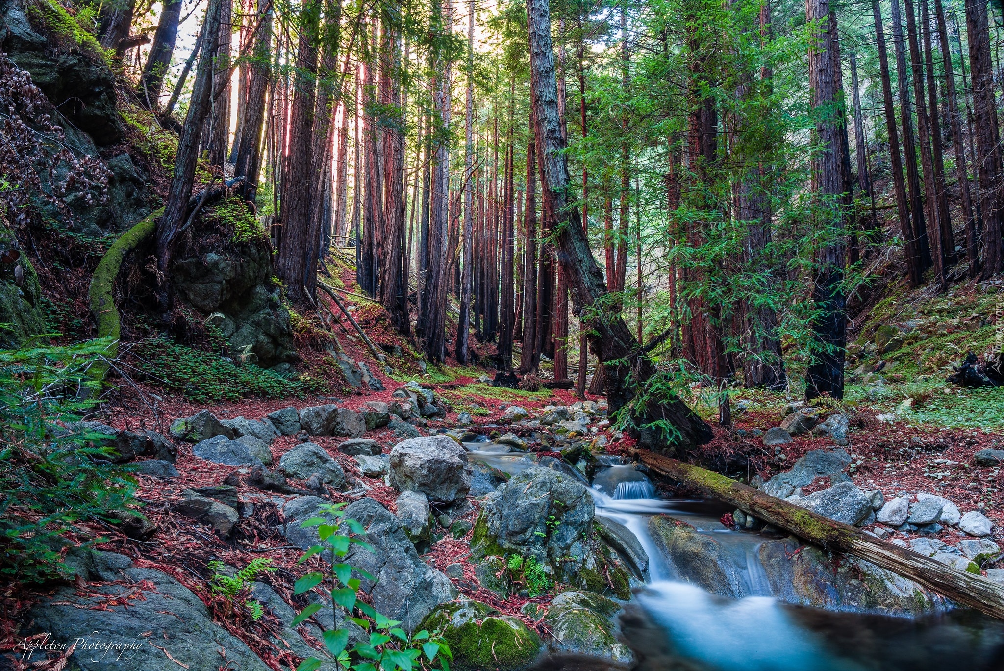 Las, Drzewa, Park Narodowy Redwood, Drzewa, Strumień, Kalifornia, Stany Zjednoczone