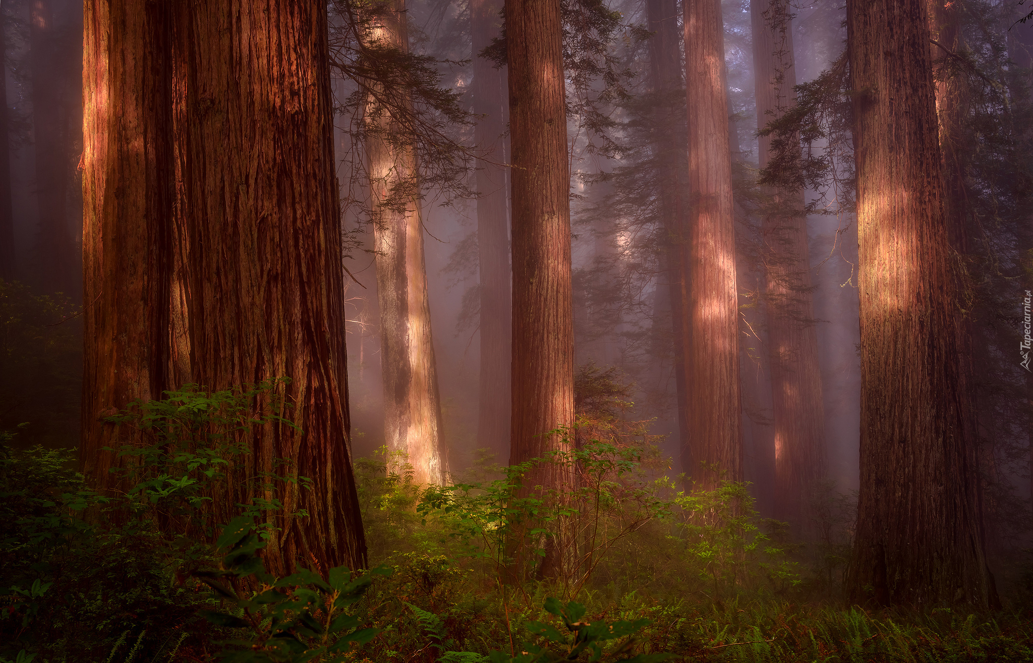 Stany Zjednoczone, Stan Kalifornia, Park Narodowy Redwood, Las, Drzewa, Mgła, Paprocie, Sekwoje