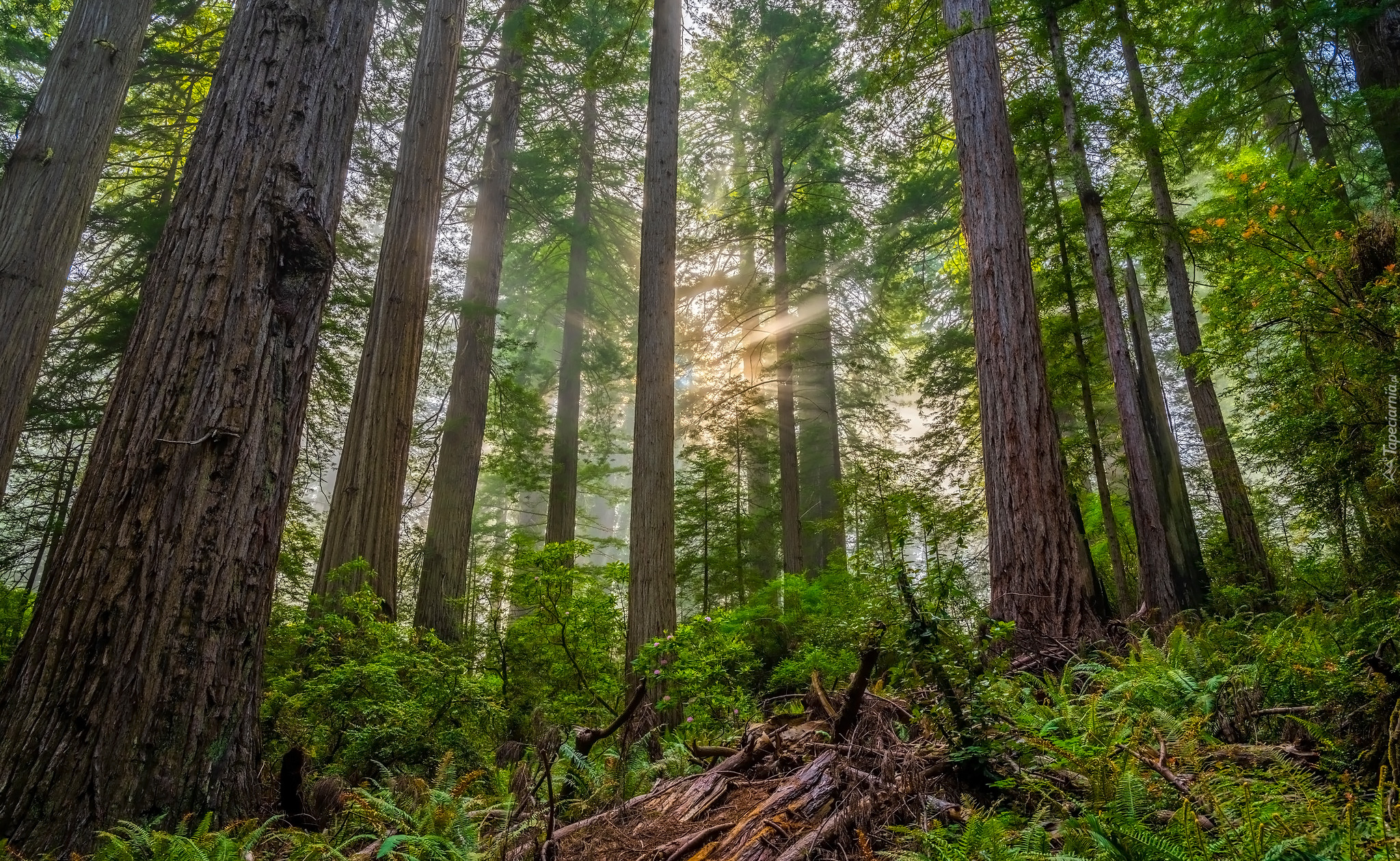 Las, Drzewa, Przebijające światło, Mgła, Rośliny, Paprocie, Park Narodowy Redwood, Kalifornia, Stany Zjednoczone