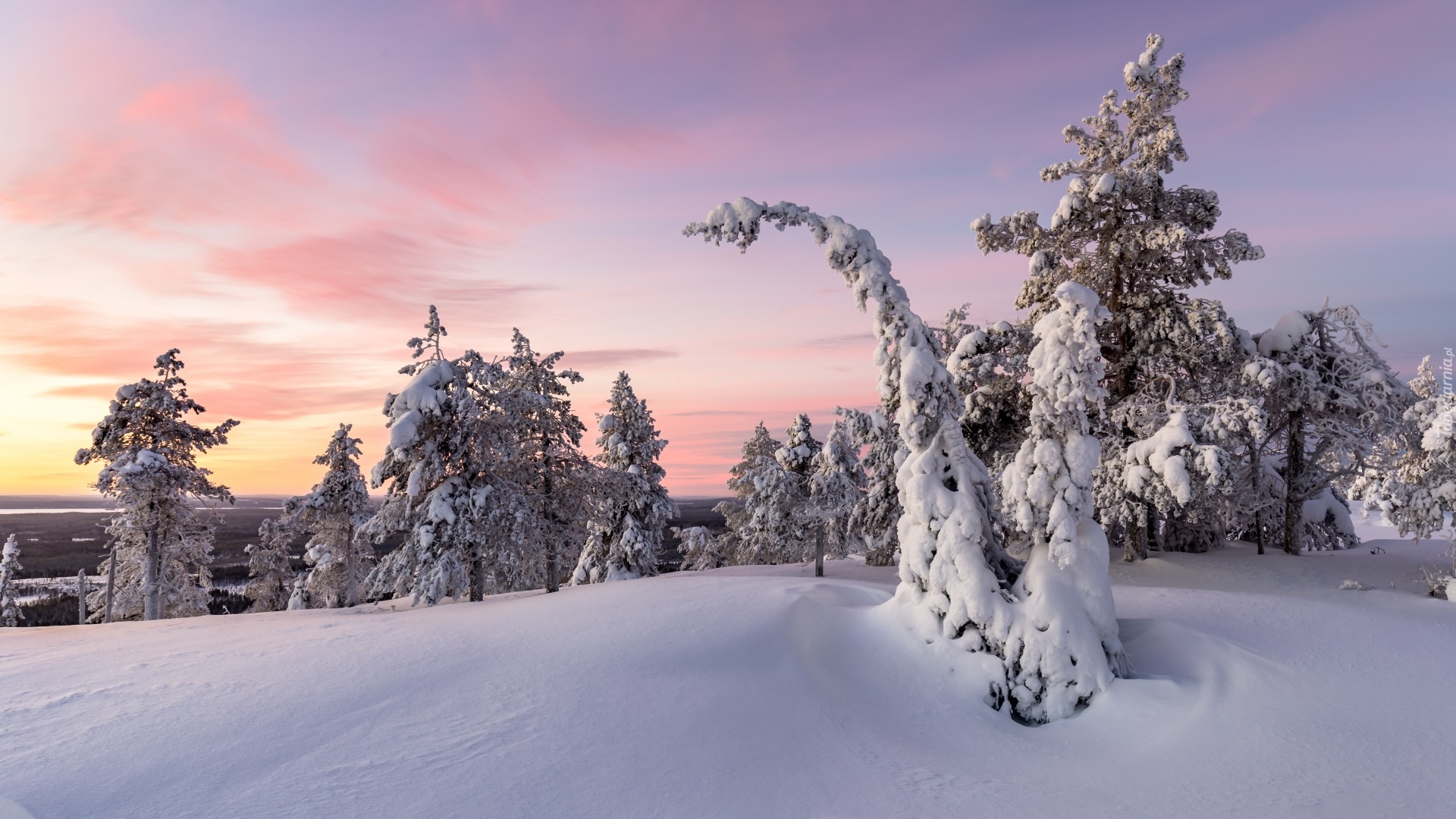 Finlandia, Laponia, Gmina Posio, Park Narodowy Riisitunturi, Wschód słońca, Zima, Wzgórze, Ośnieżone, Drzewa