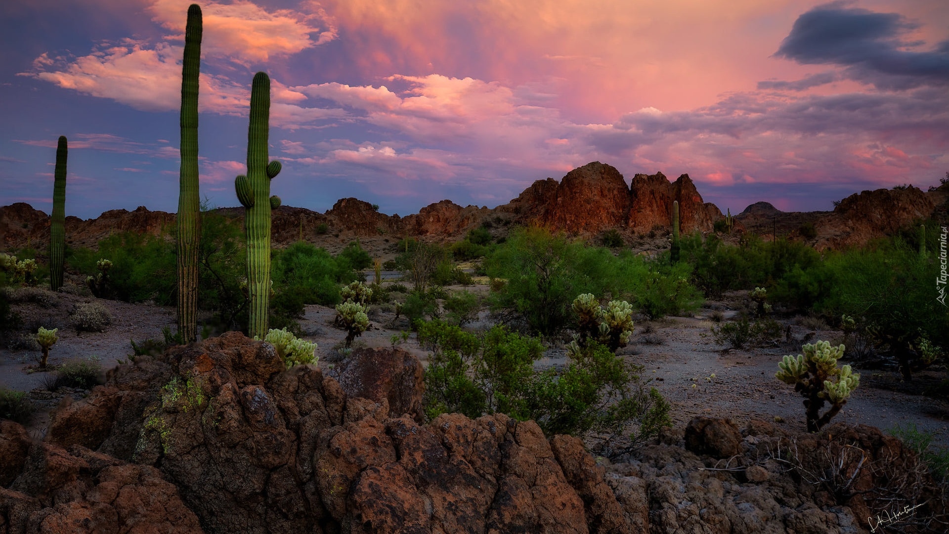 Góry, Kaktusy, Park Narodowy Saguaro, Karnegie olbrzymie, Skały, Arizona, Stany Zjednoczone