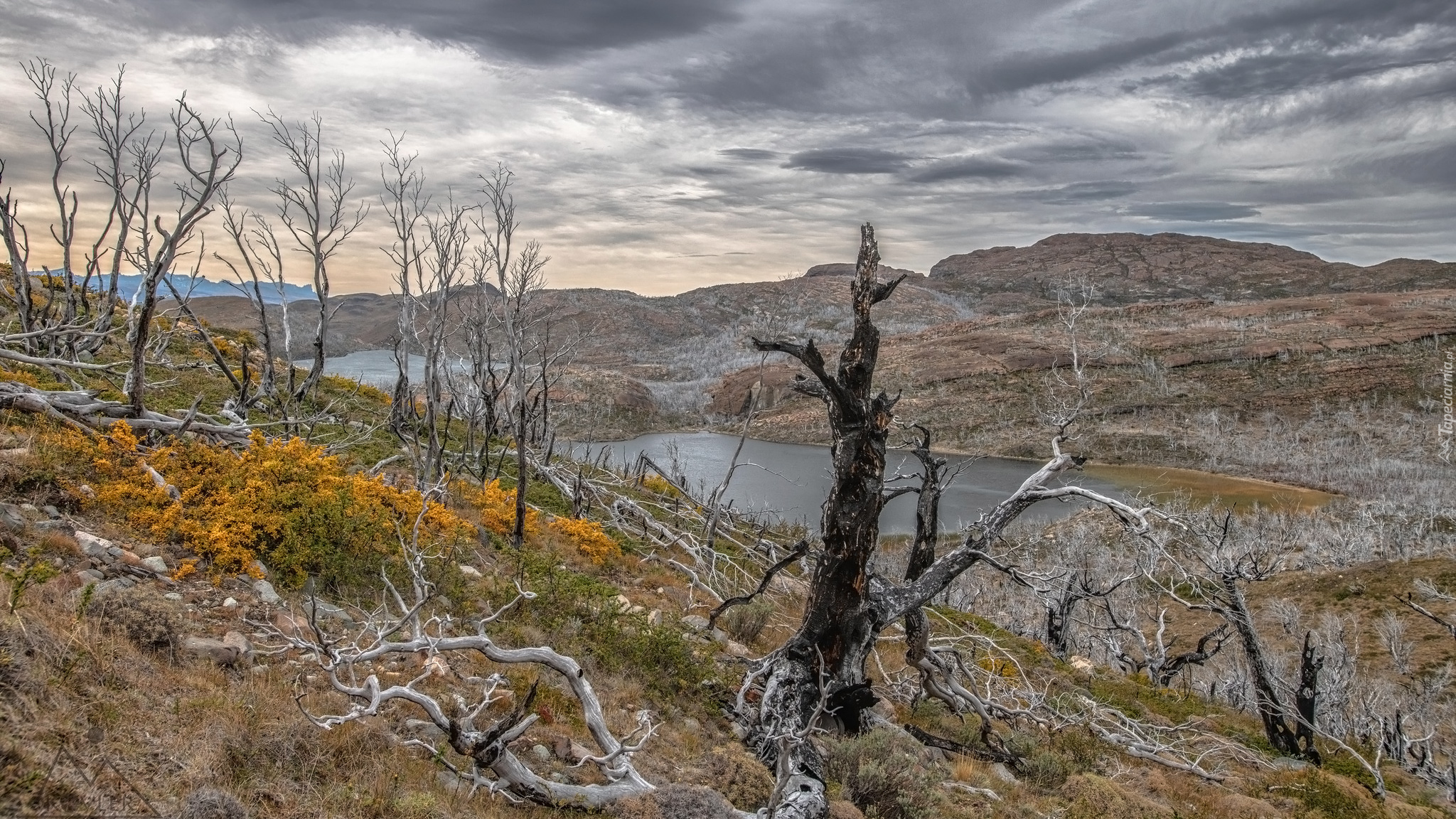 Góry, Drzewa, Jezioro, Park Narodowy Torres del Paine, Patagonia, Chile